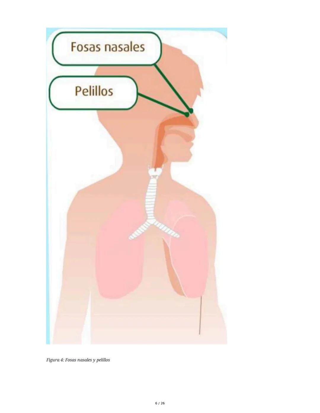 Sistema Respiratorio
1. Introducción al Sistema Respiratorio
El sistema respiratorio es el conjunto de órganos y estructuras encargados de l