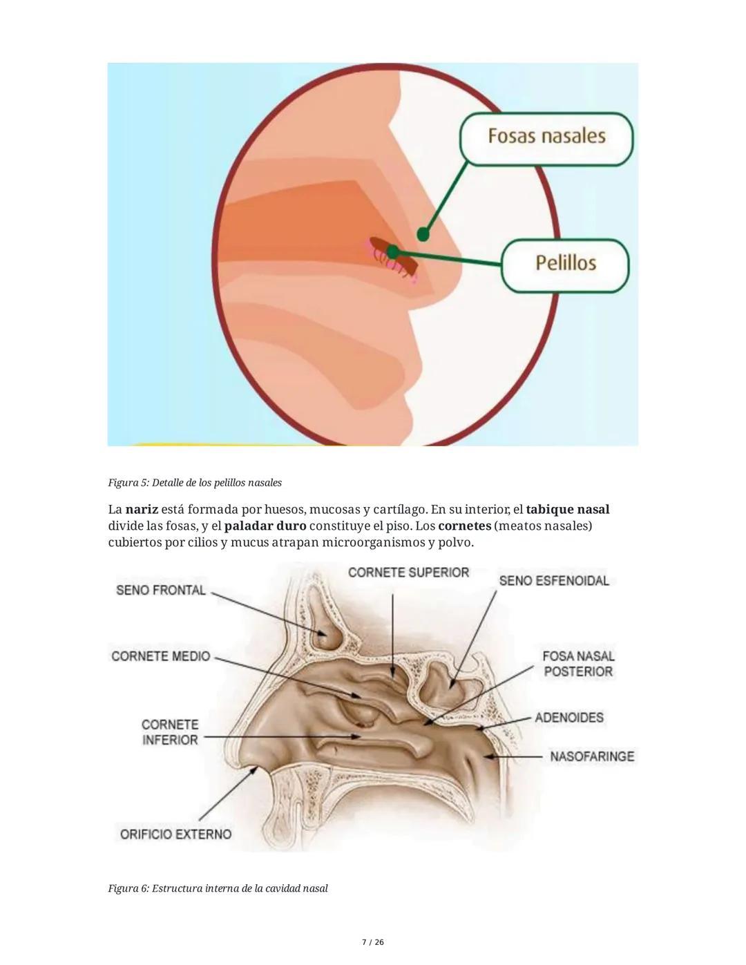 Sistema Respiratorio
1. Introducción al Sistema Respiratorio
El sistema respiratorio es el conjunto de órganos y estructuras encargados de l
