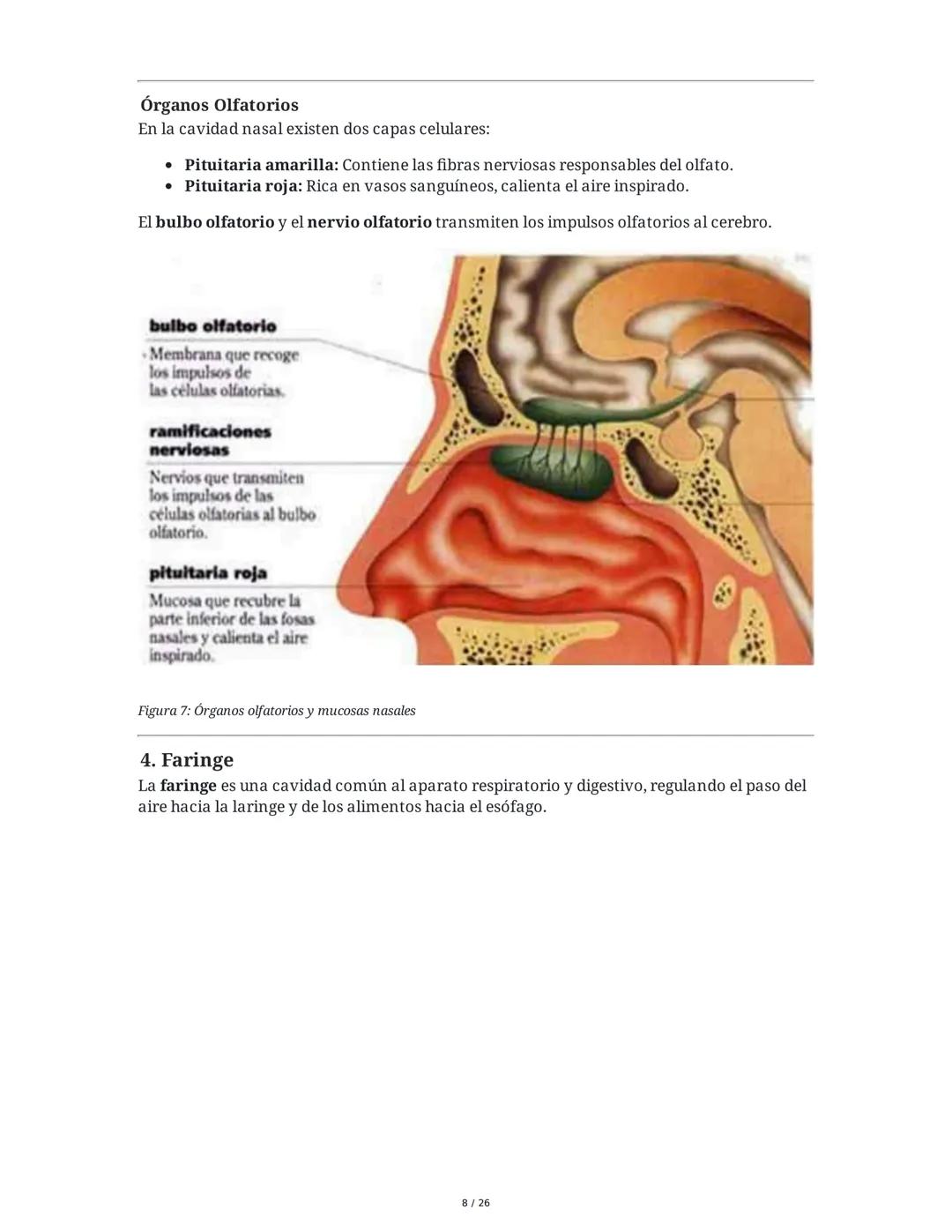 Sistema Respiratorio
1. Introducción al Sistema Respiratorio
El sistema respiratorio es el conjunto de órganos y estructuras encargados de l