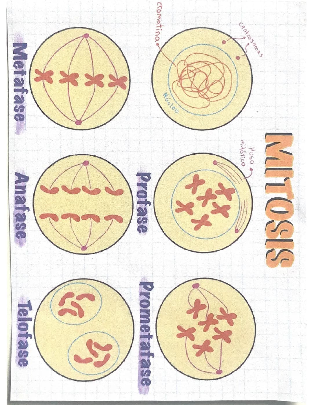 Mitosis 