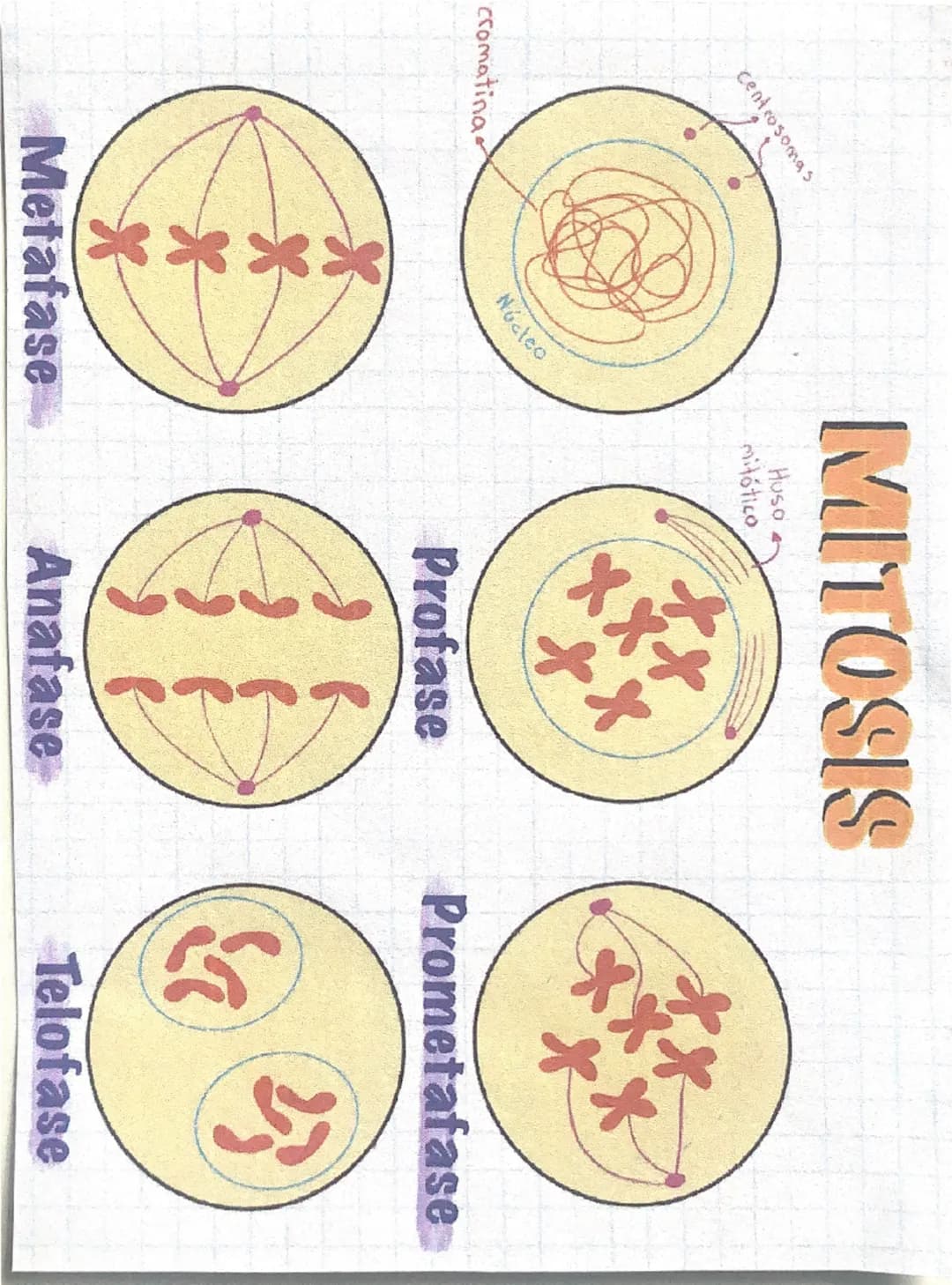cromatina
centrosomas
****
Núcleo
MITOSIS
Huso
mitótico
++
**
Profase
Prometafase
Metafase
Anafase
Telofase