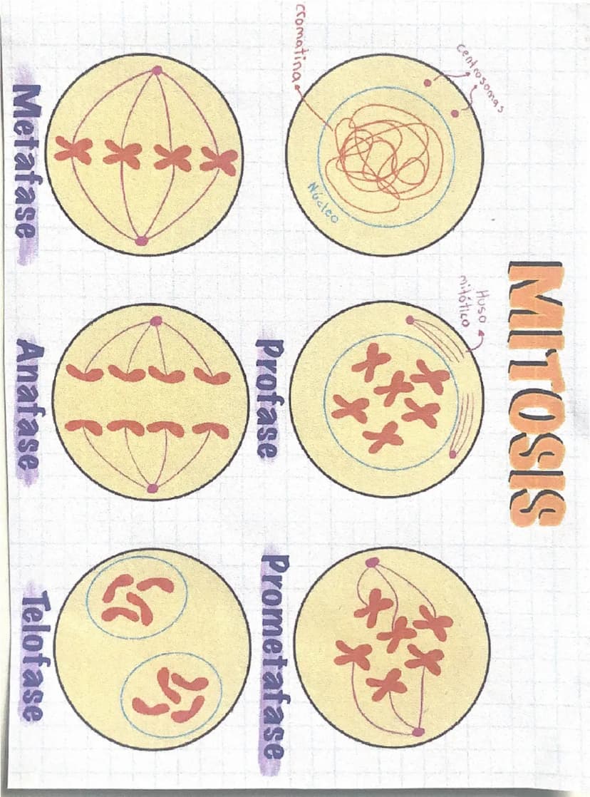 cromatina
centrosomas
****
Núcleo
MITOSIS
Huso
mitótico
++
**
Profase
Prometafase
Metafase
Anafase
Telofase