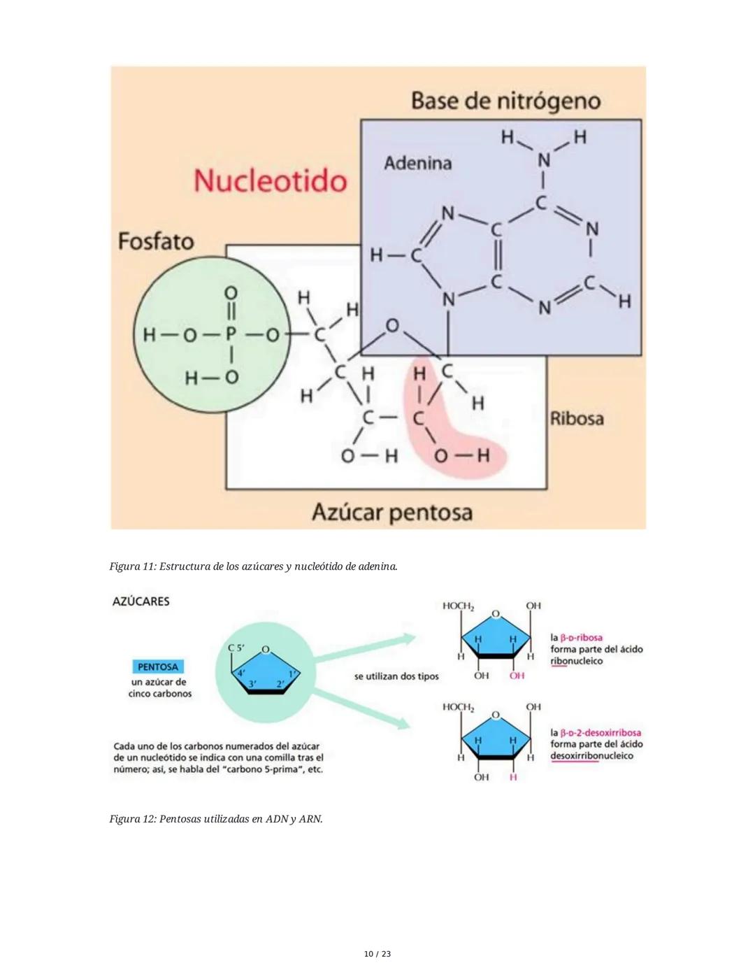Estructura general y características del ADN Y ARN
Introducción a los Ácidos Nucleicos
Los ácidos nucleicos son macromoléculas esenciales pa