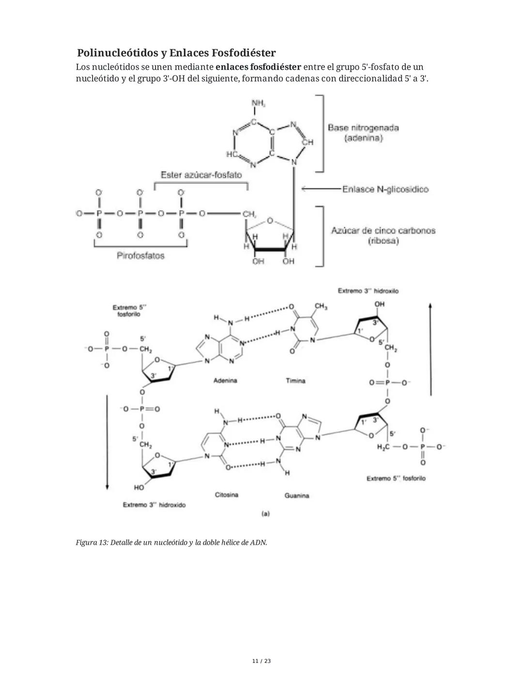 Estructura general y características del ADN Y ARN
Introducción a los Ácidos Nucleicos
Los ácidos nucleicos son macromoléculas esenciales pa