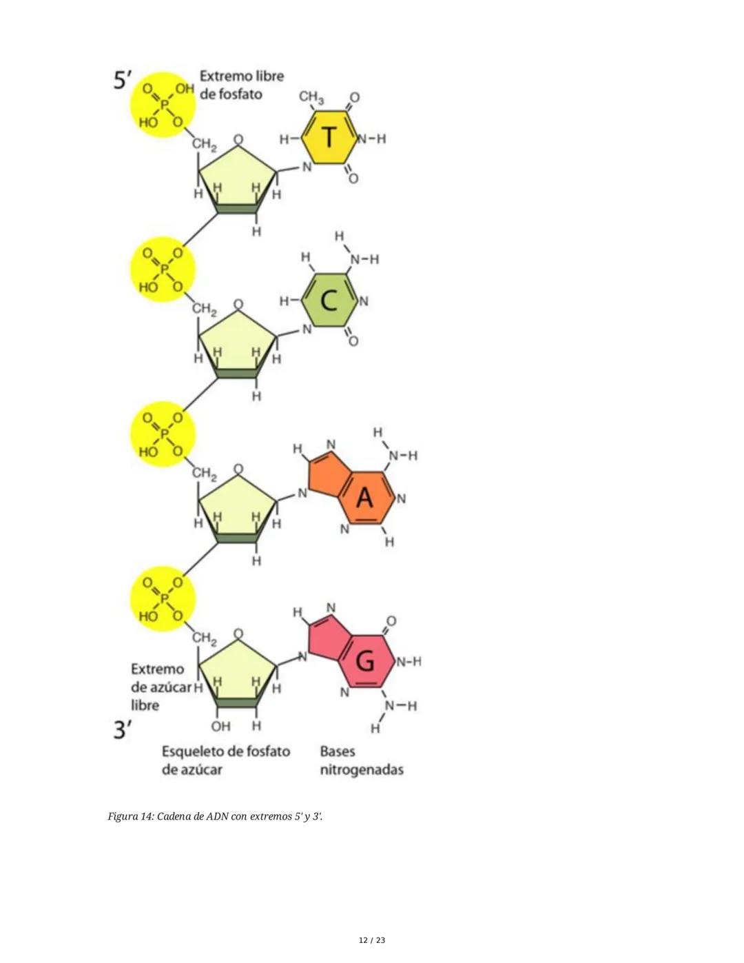 Estructura general y características del ADN Y ARN
Introducción a los Ácidos Nucleicos
Los ácidos nucleicos son macromoléculas esenciales pa