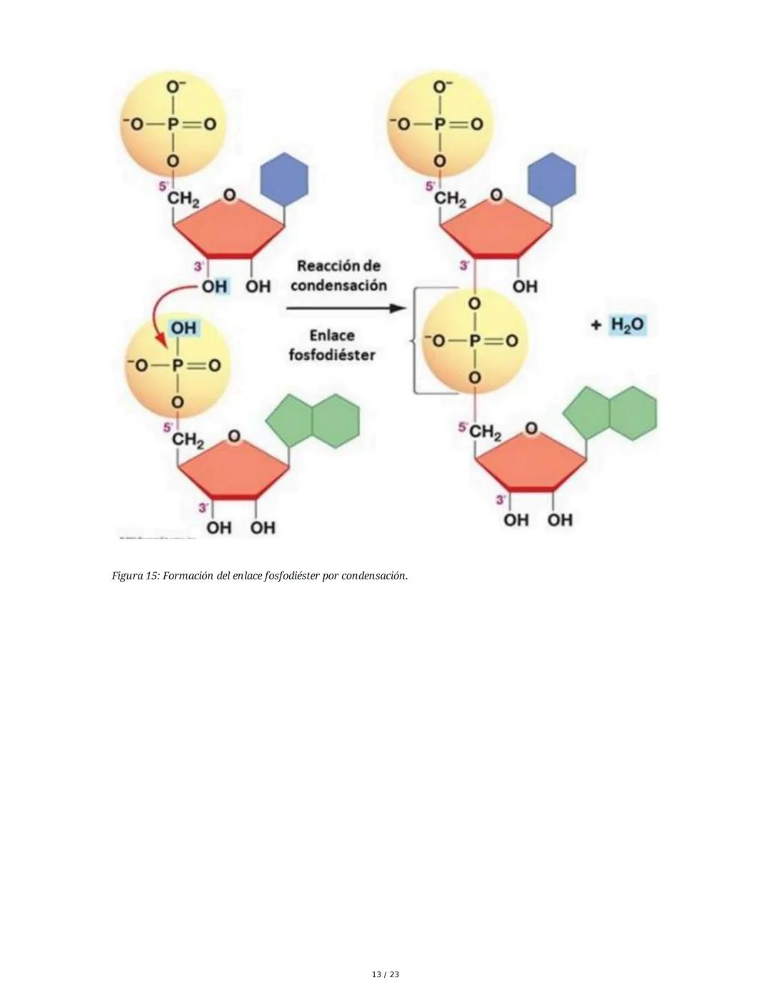 Estructura general y características del ADN Y ARN
Introducción a los Ácidos Nucleicos
Los ácidos nucleicos son macromoléculas esenciales pa
