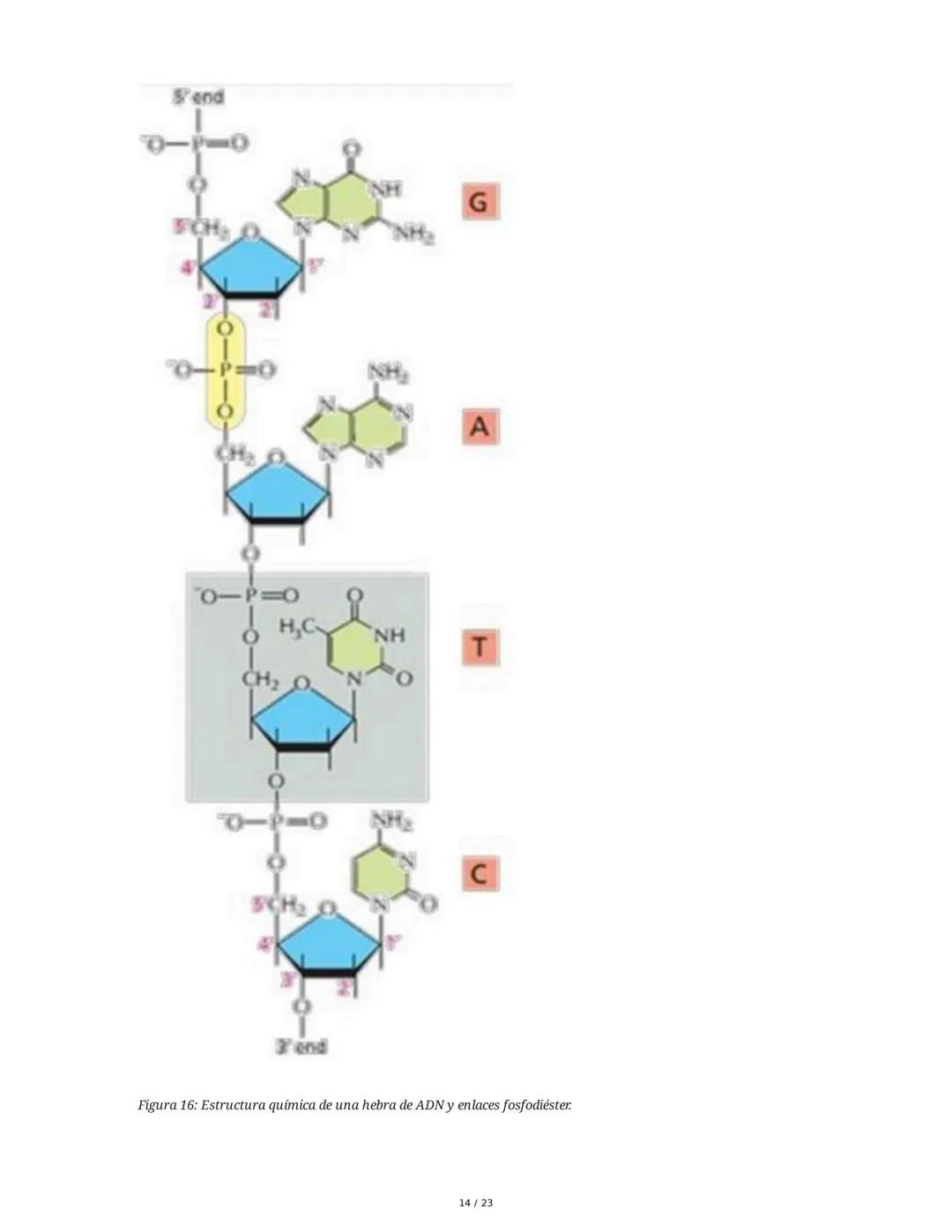 Estructura general y características del ADN Y ARN
Introducción a los Ácidos Nucleicos
Los ácidos nucleicos son macromoléculas esenciales pa