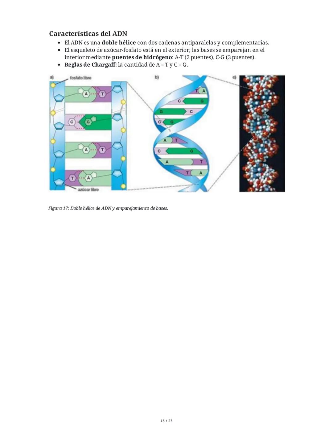 Estructura general y características del ADN Y ARN
Introducción a los Ácidos Nucleicos
Los ácidos nucleicos son macromoléculas esenciales pa