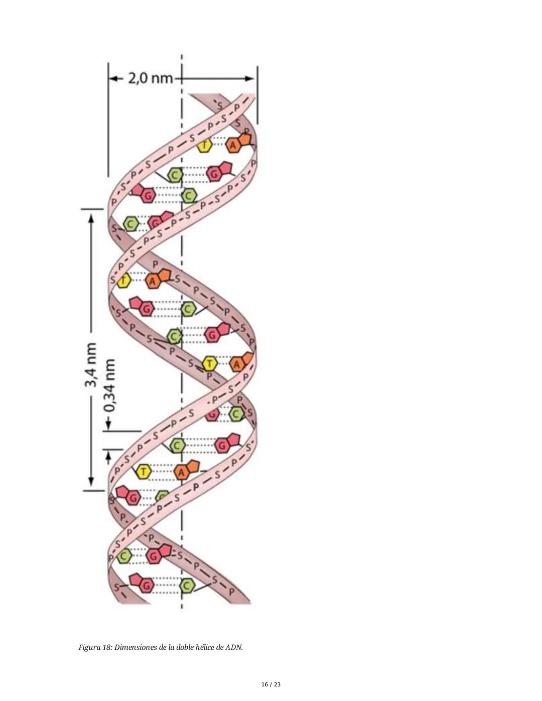 Estructura general y características del ADN Y ARN
Introducción a los Ácidos Nucleicos
Los ácidos nucleicos son macromoléculas esenciales pa