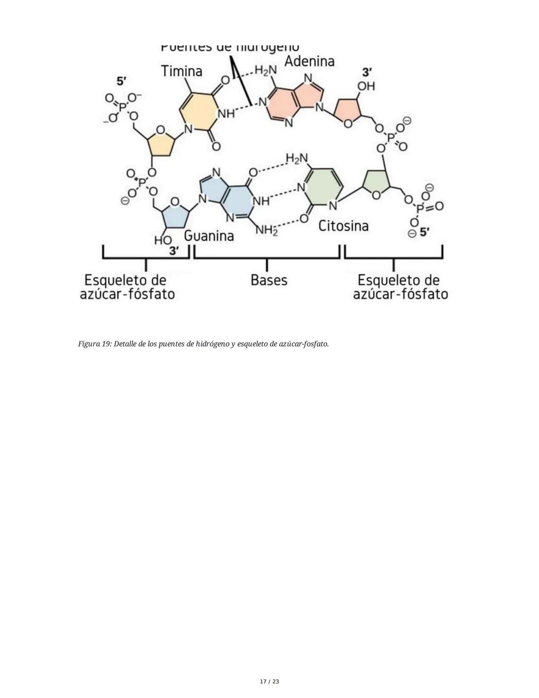 Estructura general y características del ADN Y ARN
Introducción a los Ácidos Nucleicos
Los ácidos nucleicos son macromoléculas esenciales pa