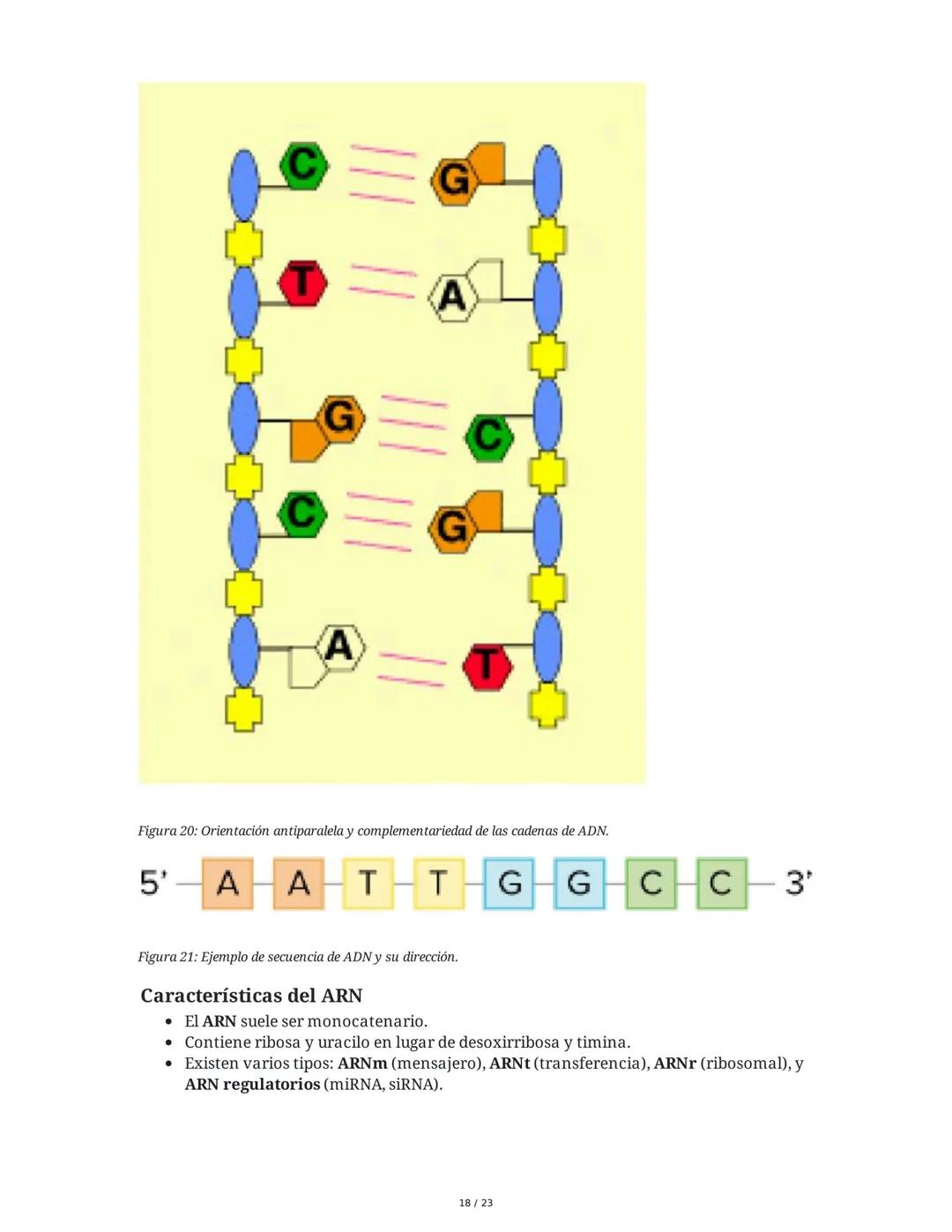 Estructura general y características del ADN Y ARN
Introducción a los Ácidos Nucleicos
Los ácidos nucleicos son macromoléculas esenciales pa