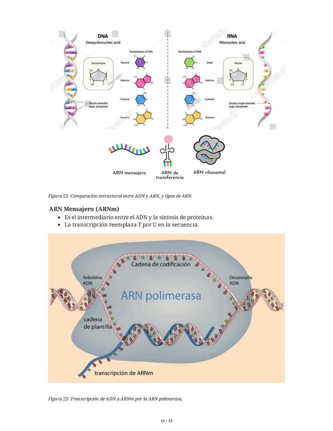 Estructura general y características del ADN Y ARN
Introducción a los Ácidos Nucleicos
Los ácidos nucleicos son macromoléculas esenciales pa