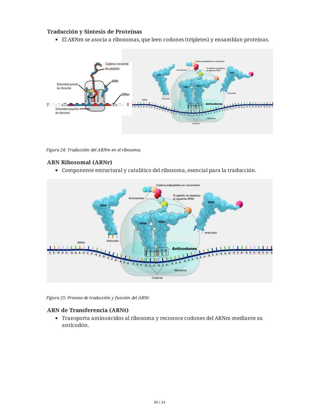 Estructura general y características del ADN Y ARN
Introducción a los Ácidos Nucleicos
Los ácidos nucleicos son macromoléculas esenciales pa
