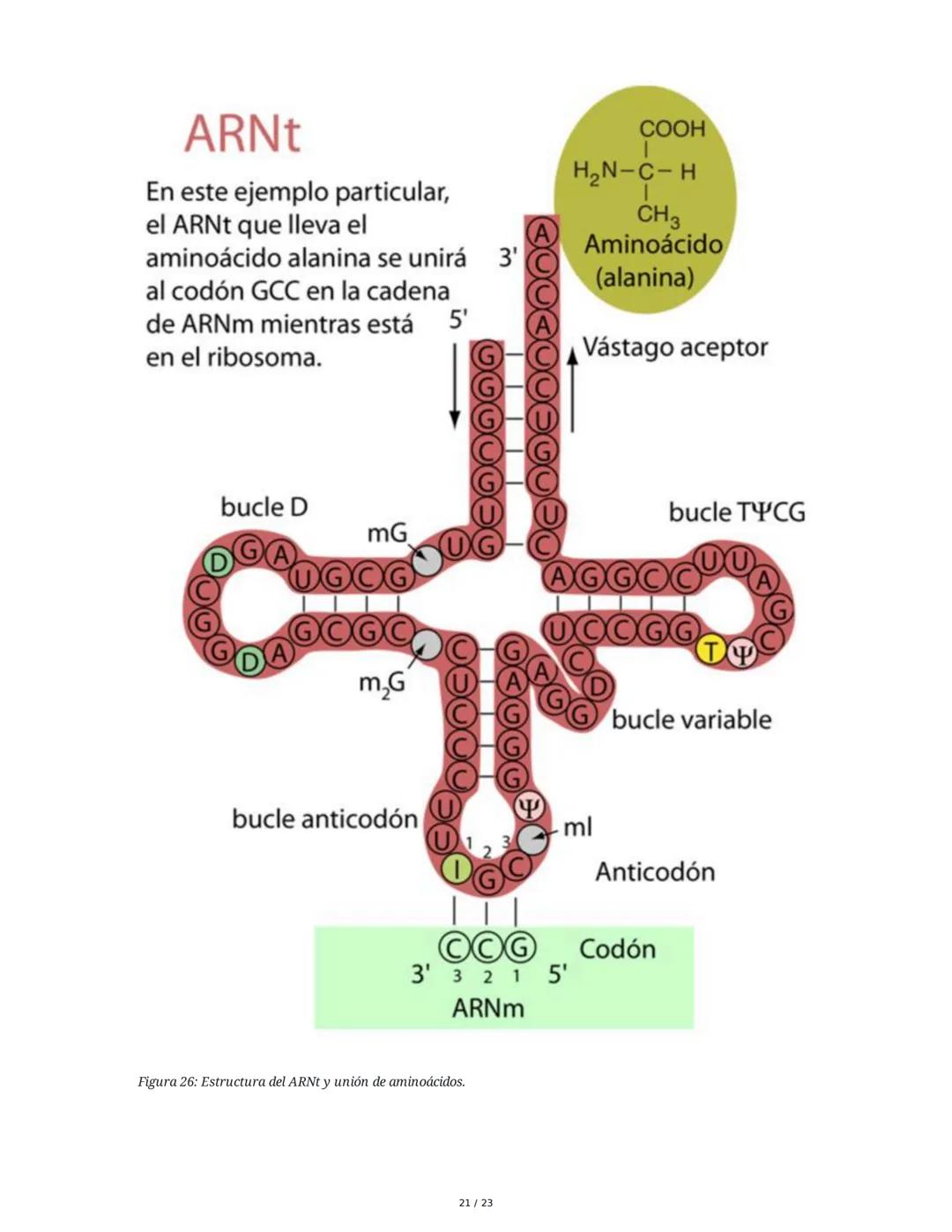 Estructura general y características del ADN Y ARN
Introducción a los Ácidos Nucleicos
Los ácidos nucleicos son macromoléculas esenciales pa