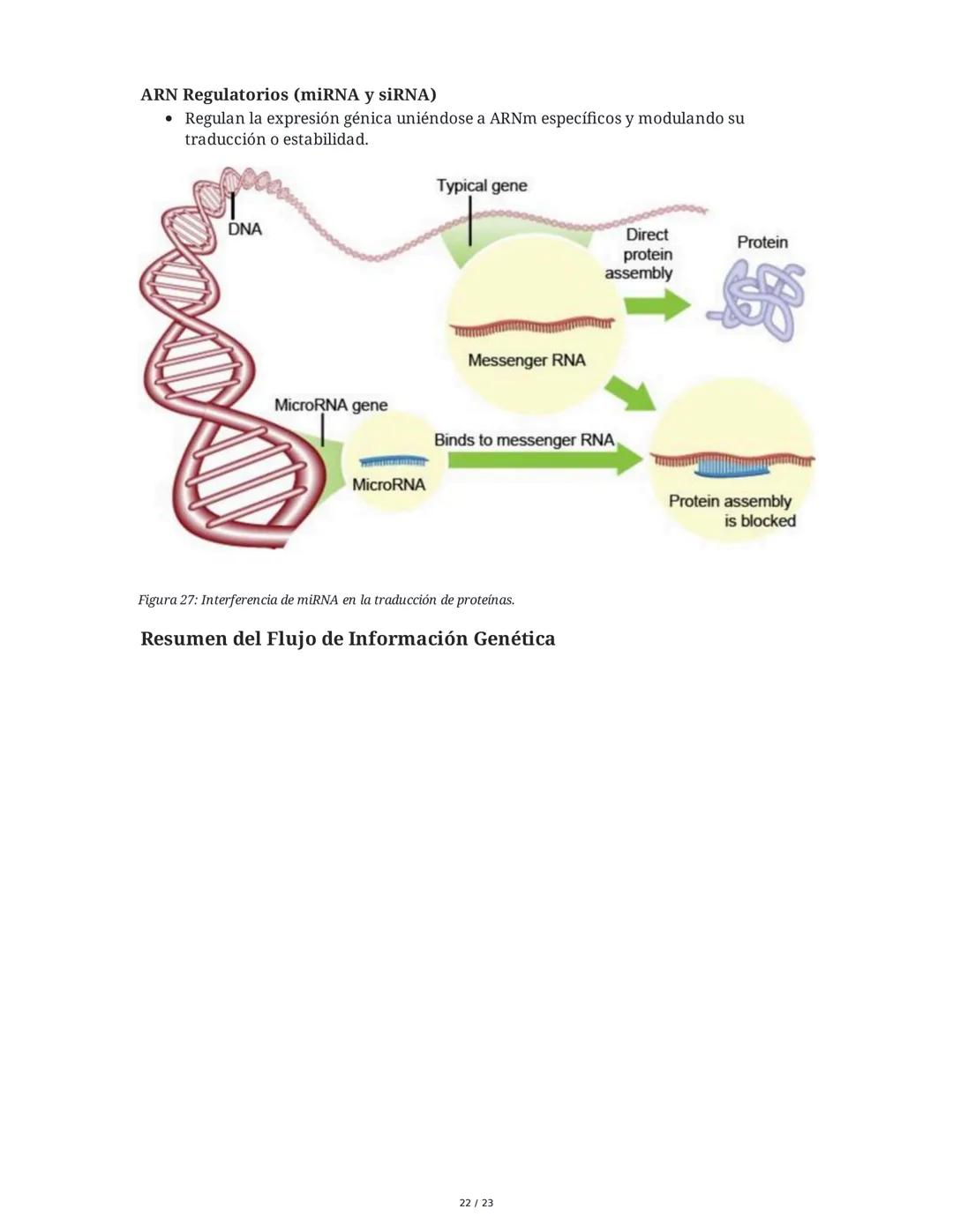 Estructura general y características del ADN Y ARN
Introducción a los Ácidos Nucleicos
Los ácidos nucleicos son macromoléculas esenciales pa