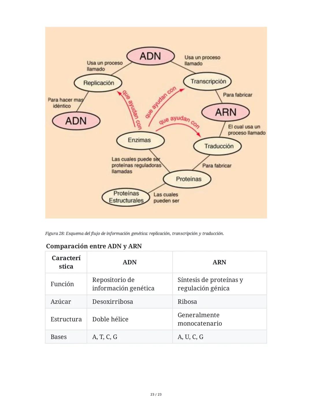 Estructura general y características del ADN Y ARN
Introducción a los Ácidos Nucleicos
Los ácidos nucleicos son macromoléculas esenciales pa