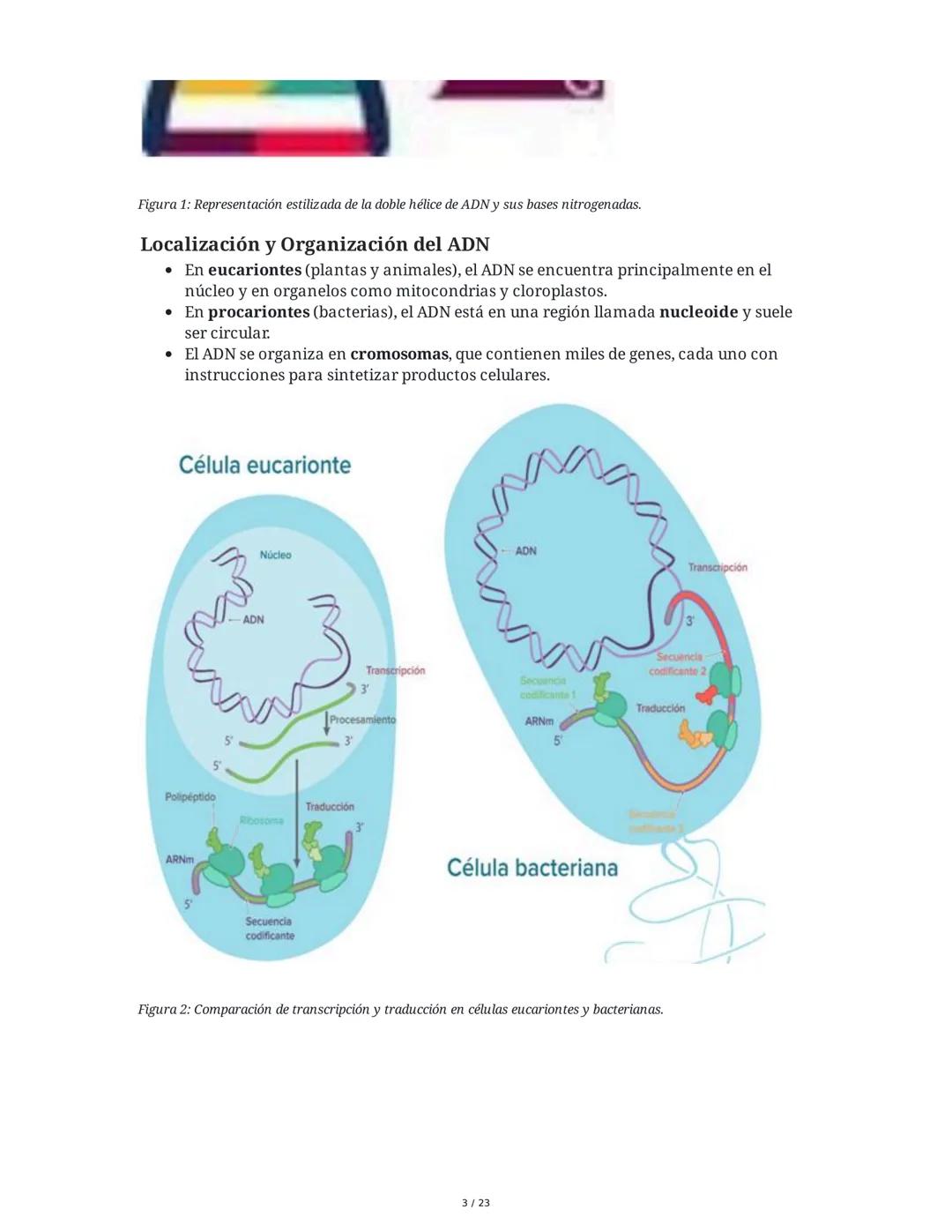 Estructura general y características del ADN Y ARN
Introducción a los Ácidos Nucleicos
Los ácidos nucleicos son macromoléculas esenciales pa