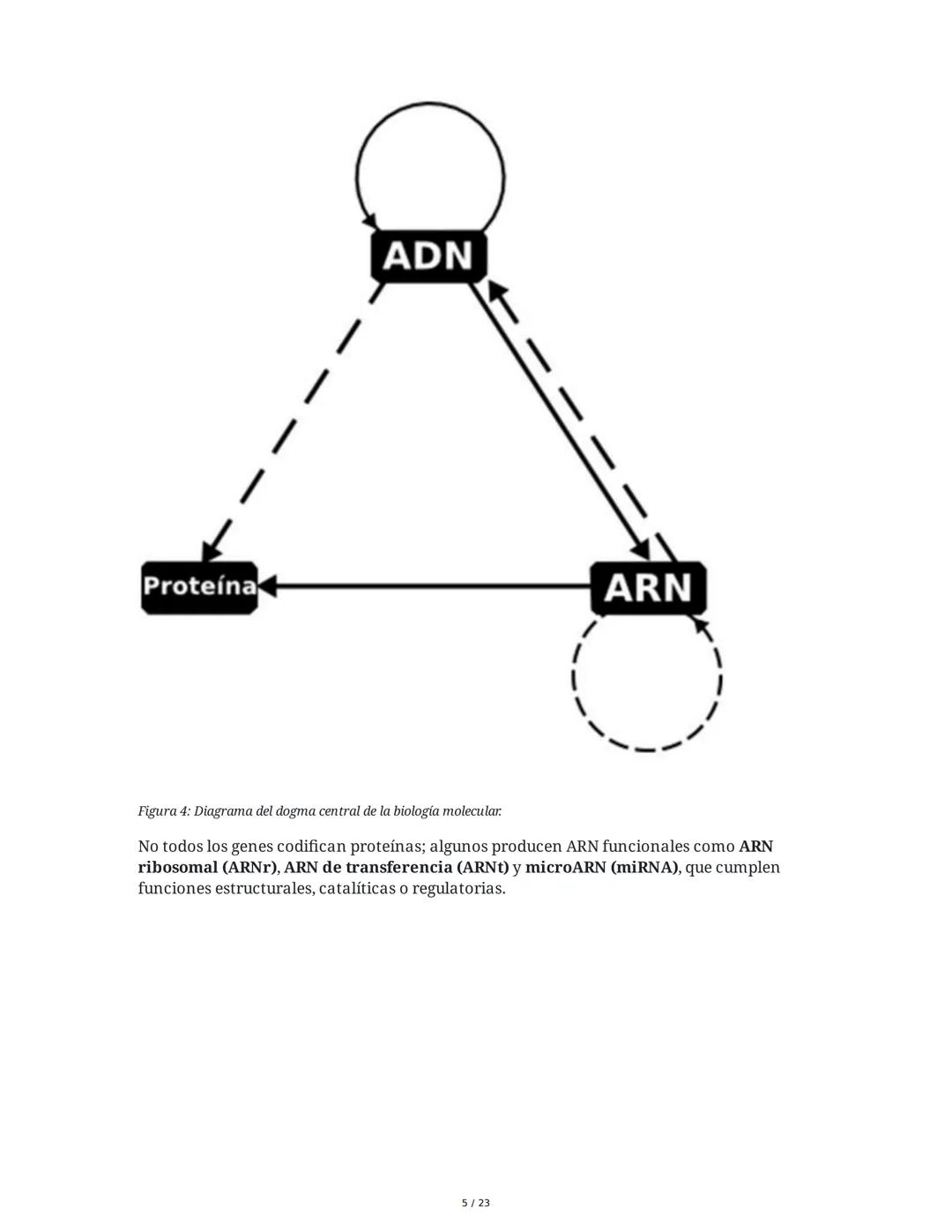 Estructura general y características del ADN Y ARN
Introducción a los Ácidos Nucleicos
Los ácidos nucleicos son macromoléculas esenciales pa