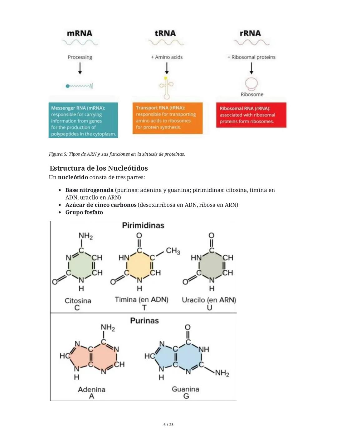 Estructura general y características del ADN Y ARN
Introducción a los Ácidos Nucleicos
Los ácidos nucleicos son macromoléculas esenciales pa
