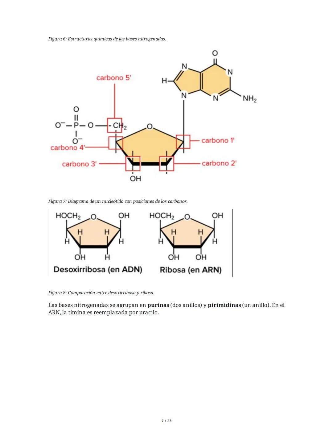 Estructura general y características del ADN Y ARN
Introducción a los Ácidos Nucleicos
Los ácidos nucleicos son macromoléculas esenciales pa
