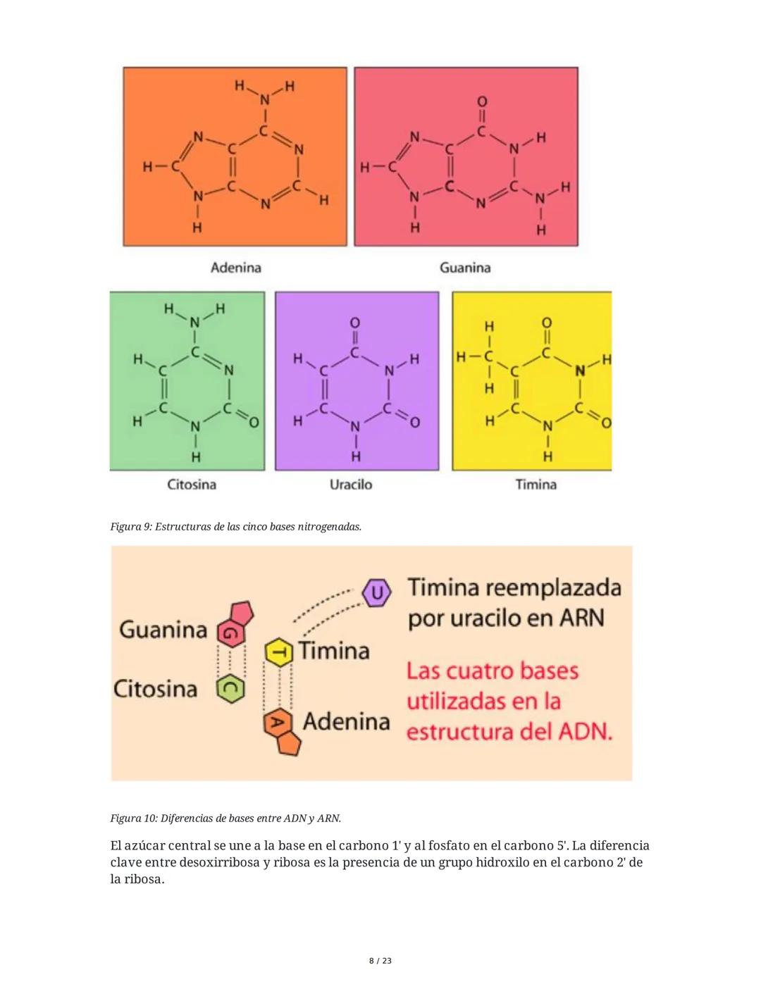 Estructura general y características del ADN Y ARN
Introducción a los Ácidos Nucleicos
Los ácidos nucleicos son macromoléculas esenciales pa