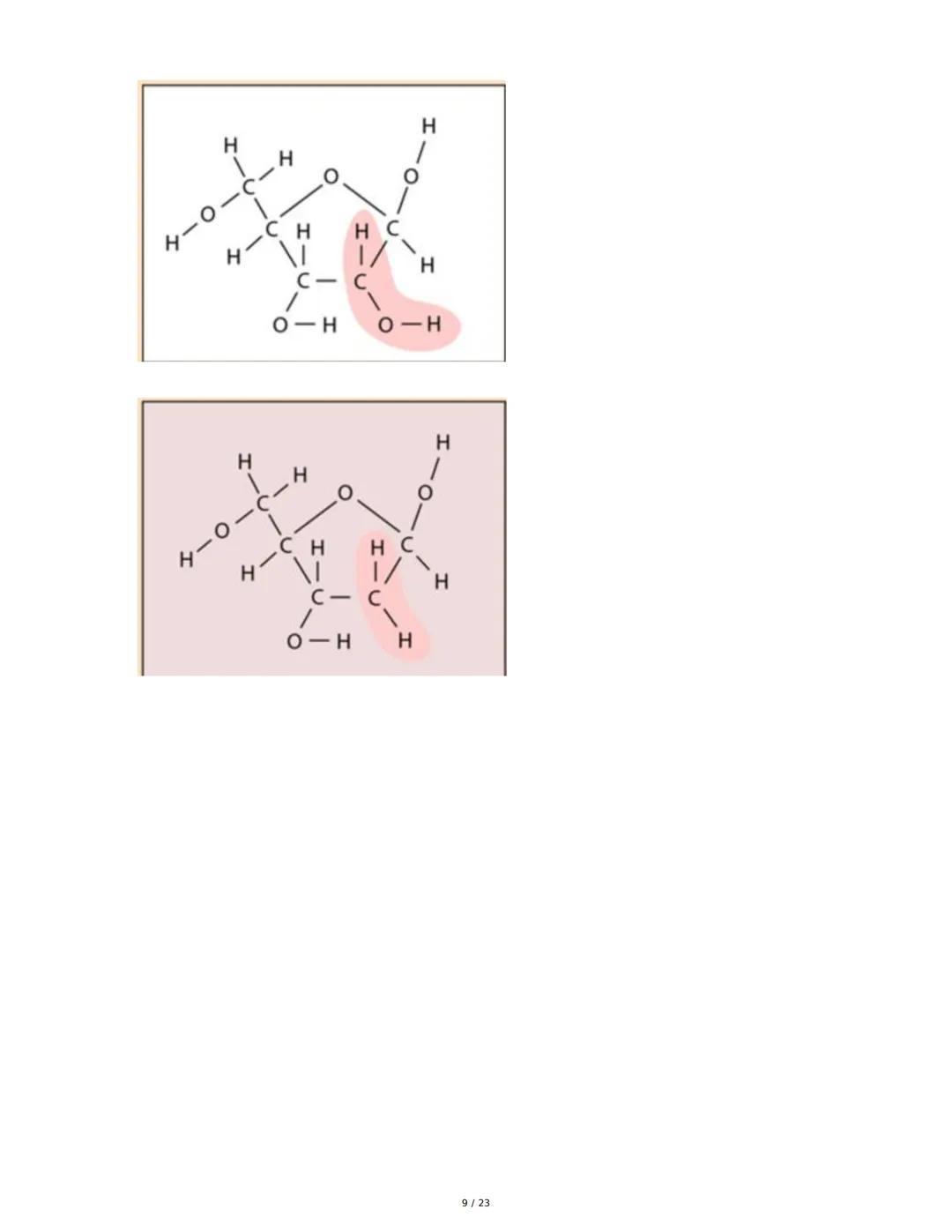 Estructura general y características del ADN Y ARN
Introducción a los Ácidos Nucleicos
Los ácidos nucleicos son macromoléculas esenciales pa