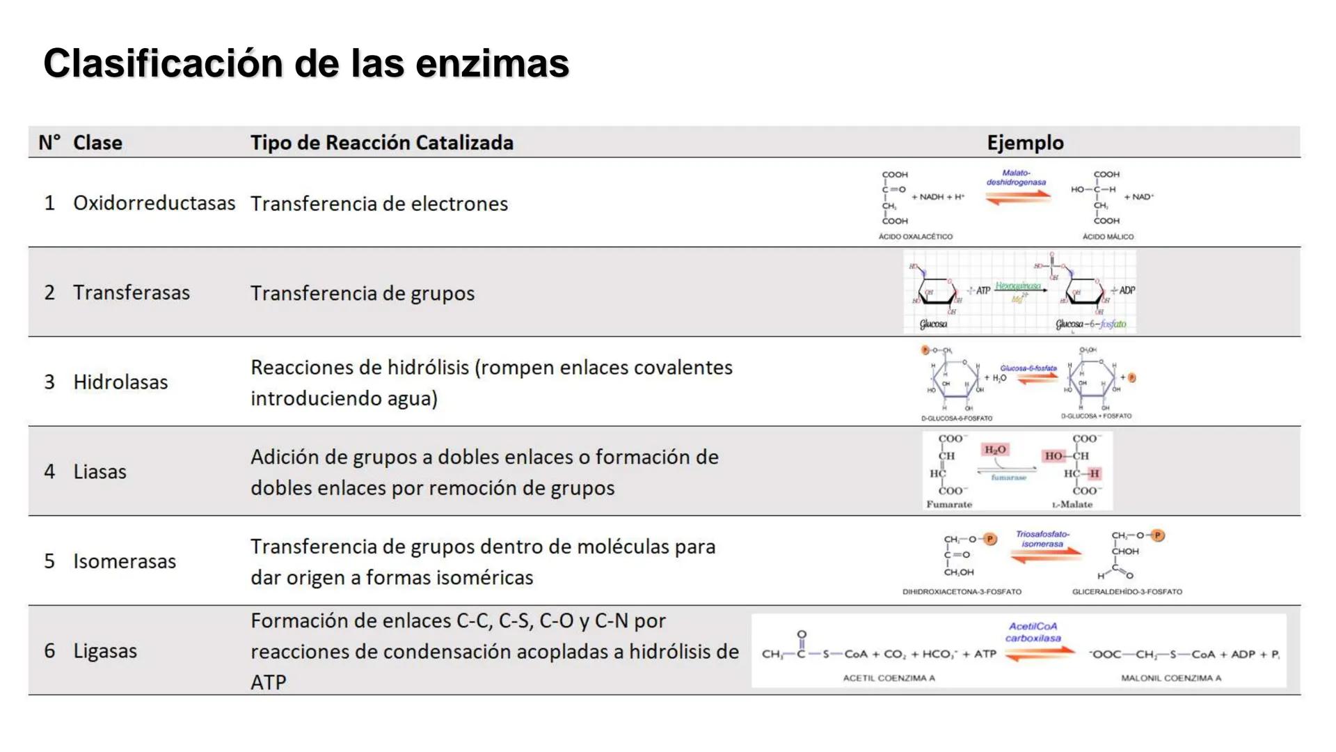 UNIVERSIDAD ANDRÉS BELLO
Facultad de Ciencias de la Vida
Departamento de Ciencias Biológicas
Curso: Bioquímica / BIOL166
PPT Reforzamiento
E