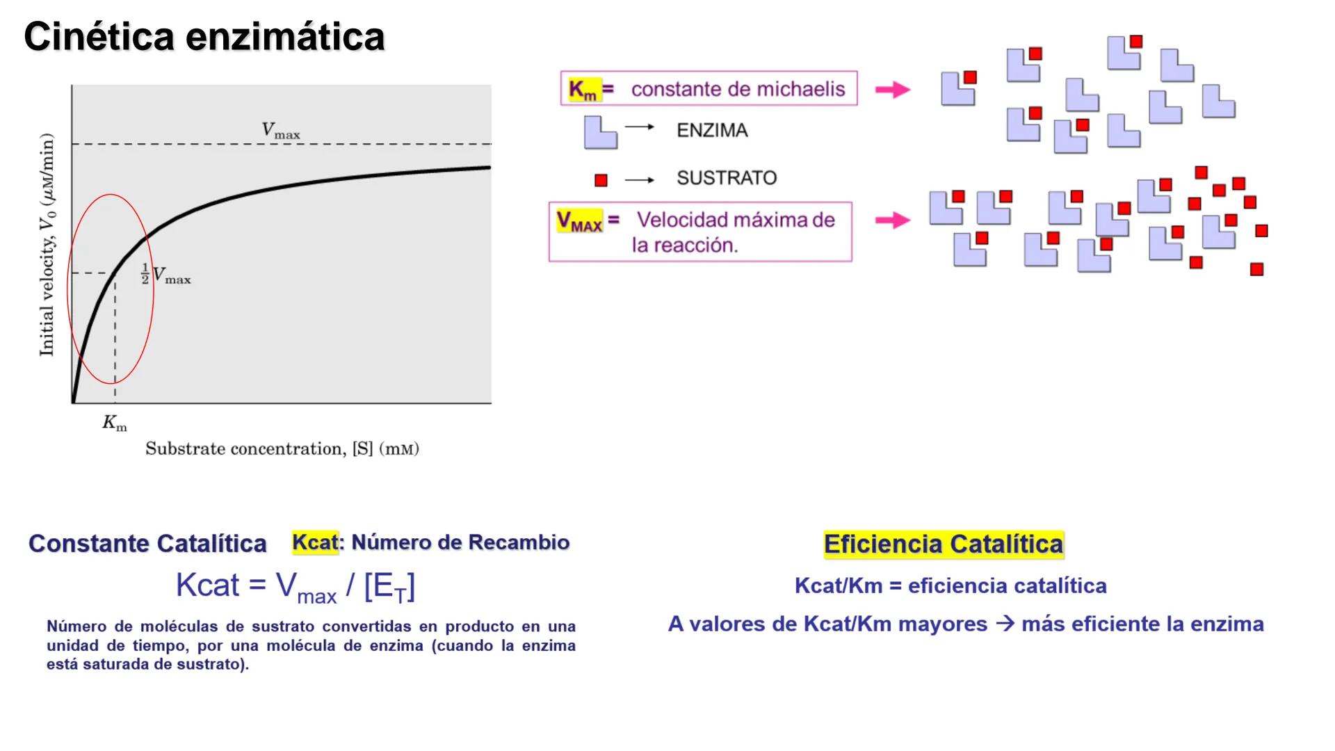 UNIVERSIDAD ANDRÉS BELLO
Facultad de Ciencias de la Vida
Departamento de Ciencias Biológicas
Curso: Bioquímica / BIOL166
PPT Reforzamiento
E