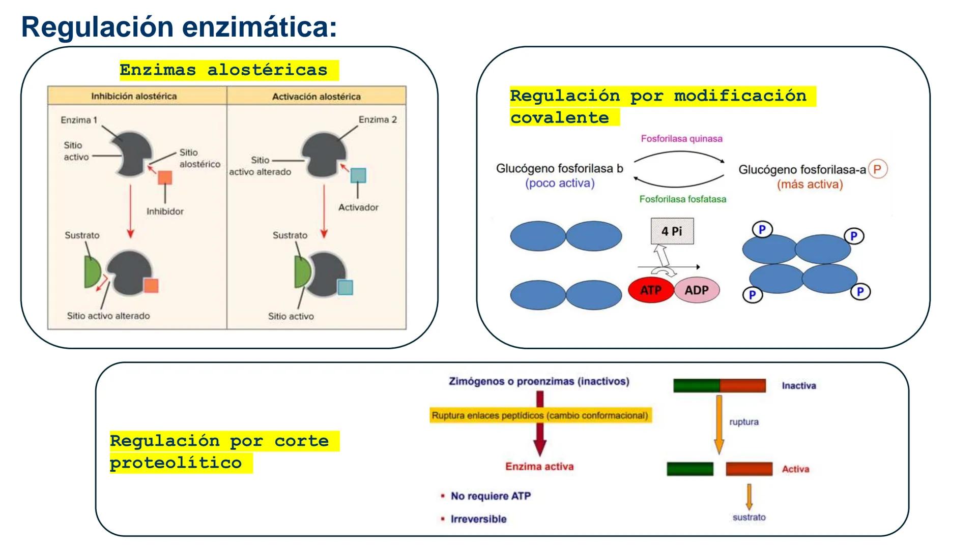 UNIVERSIDAD ANDRÉS BELLO
Facultad de Ciencias de la Vida
Departamento de Ciencias Biológicas
Curso: Bioquímica / BIOL166
PPT Reforzamiento
E
