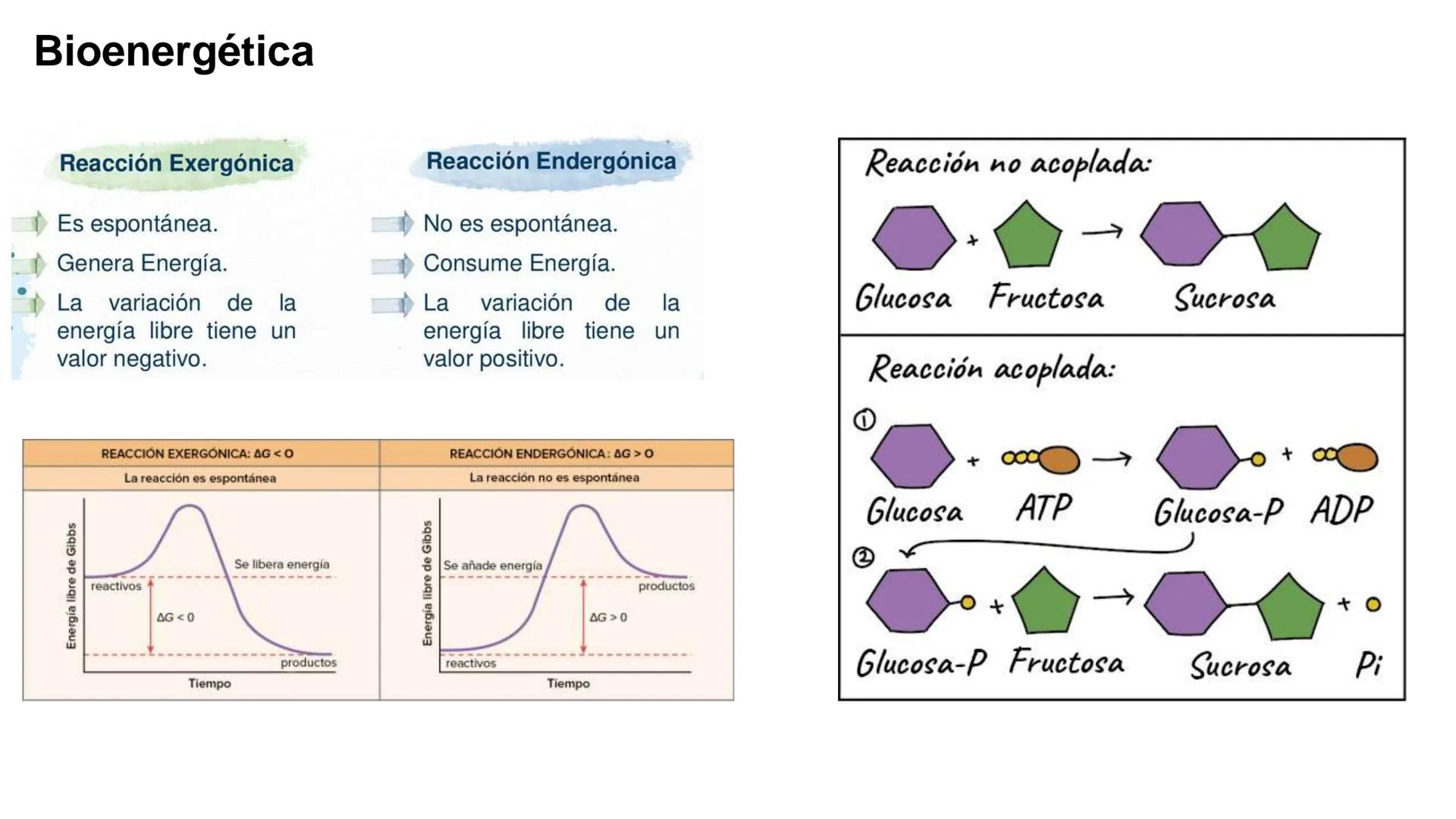 UNIVERSIDAD ANDRÉS BELLO
Facultad de Ciencias de la Vida
Departamento de Ciencias Biológicas
Curso: Bioquímica / BIOL166
PPT Reforzamiento
E