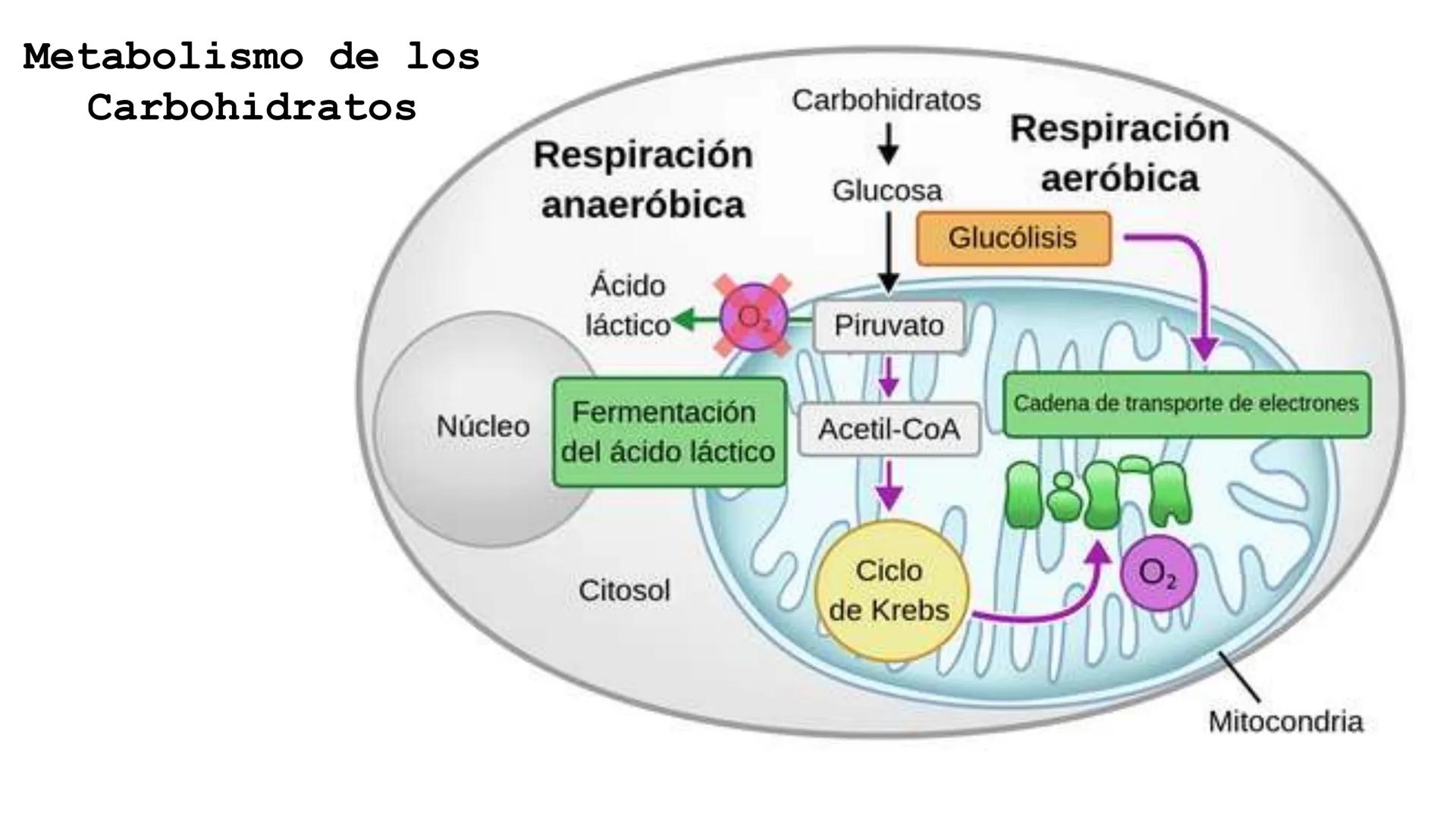 UNIVERSIDAD ANDRÉS BELLO
Facultad de Ciencias de la Vida
Departamento de Ciencias Biológicas
Curso: Bioquímica / BIOL166
PPT Reforzamiento
E