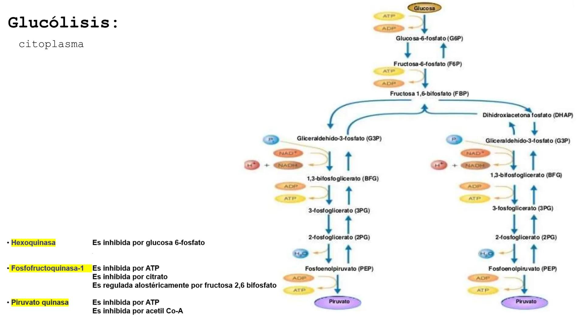 UNIVERSIDAD ANDRÉS BELLO
Facultad de Ciencias de la Vida
Departamento de Ciencias Biológicas
Curso: Bioquímica / BIOL166
PPT Reforzamiento
E