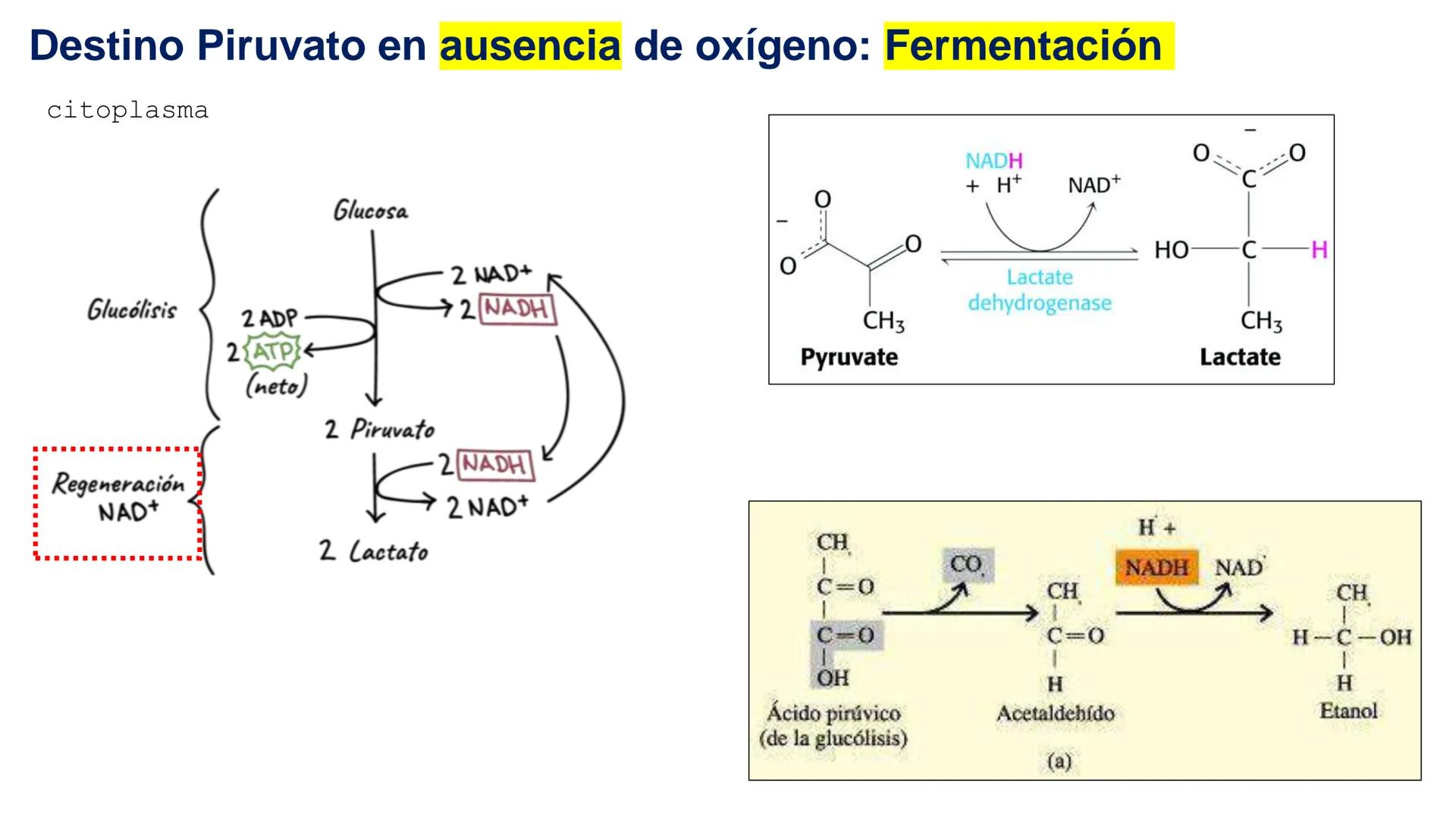 UNIVERSIDAD ANDRÉS BELLO
Facultad de Ciencias de la Vida
Departamento de Ciencias Biológicas
Curso: Bioquímica / BIOL166
PPT Reforzamiento
E