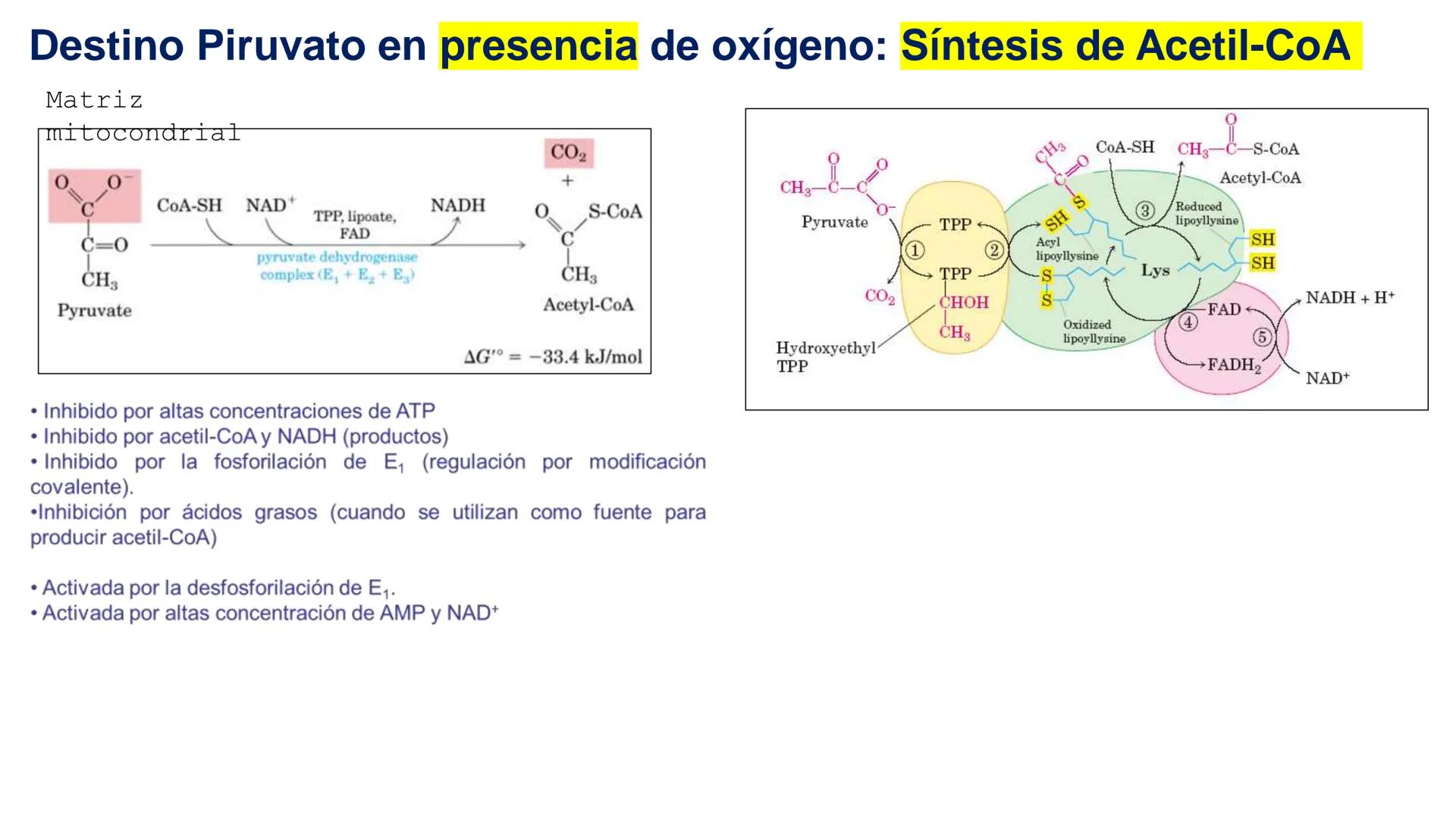 UNIVERSIDAD ANDRÉS BELLO
Facultad de Ciencias de la Vida
Departamento de Ciencias Biológicas
Curso: Bioquímica / BIOL166
PPT Reforzamiento
E