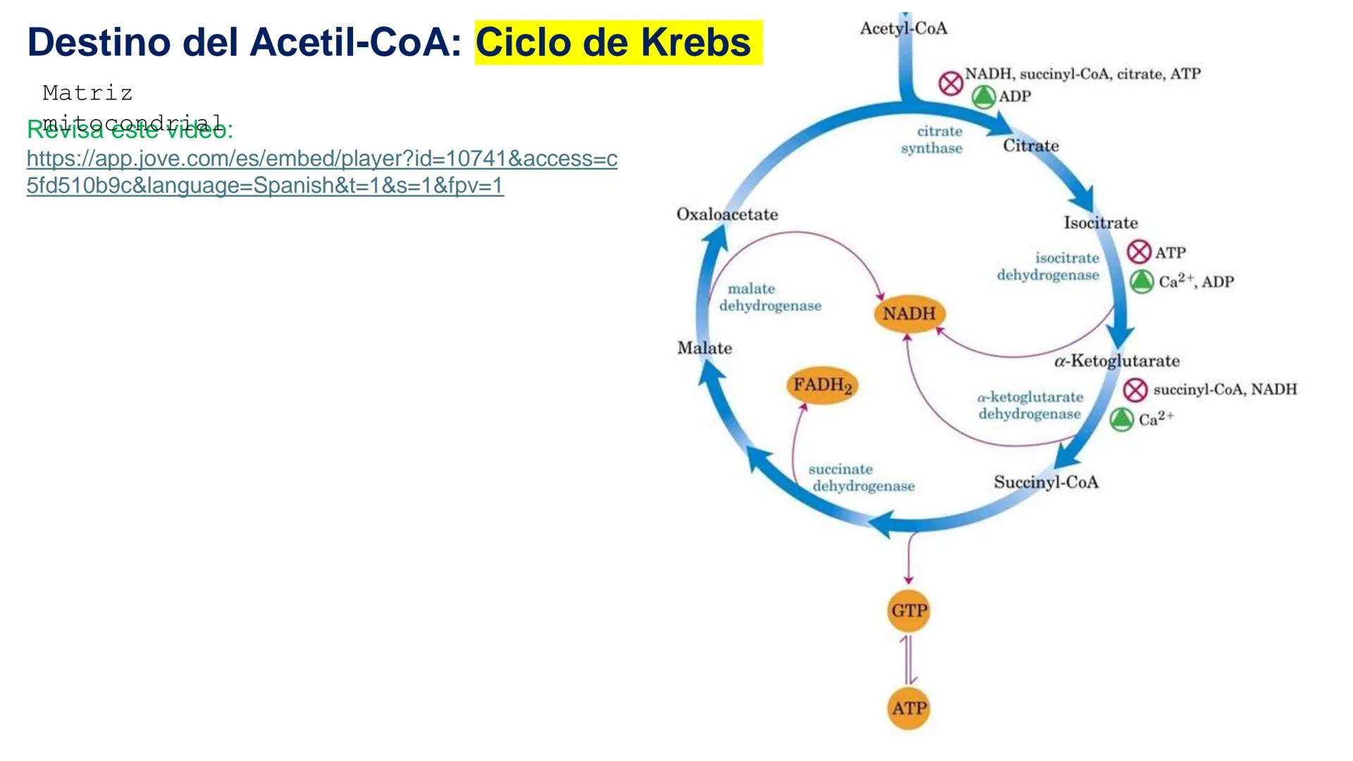 UNIVERSIDAD ANDRÉS BELLO
Facultad de Ciencias de la Vida
Departamento de Ciencias Biológicas
Curso: Bioquímica / BIOL166
PPT Reforzamiento
E