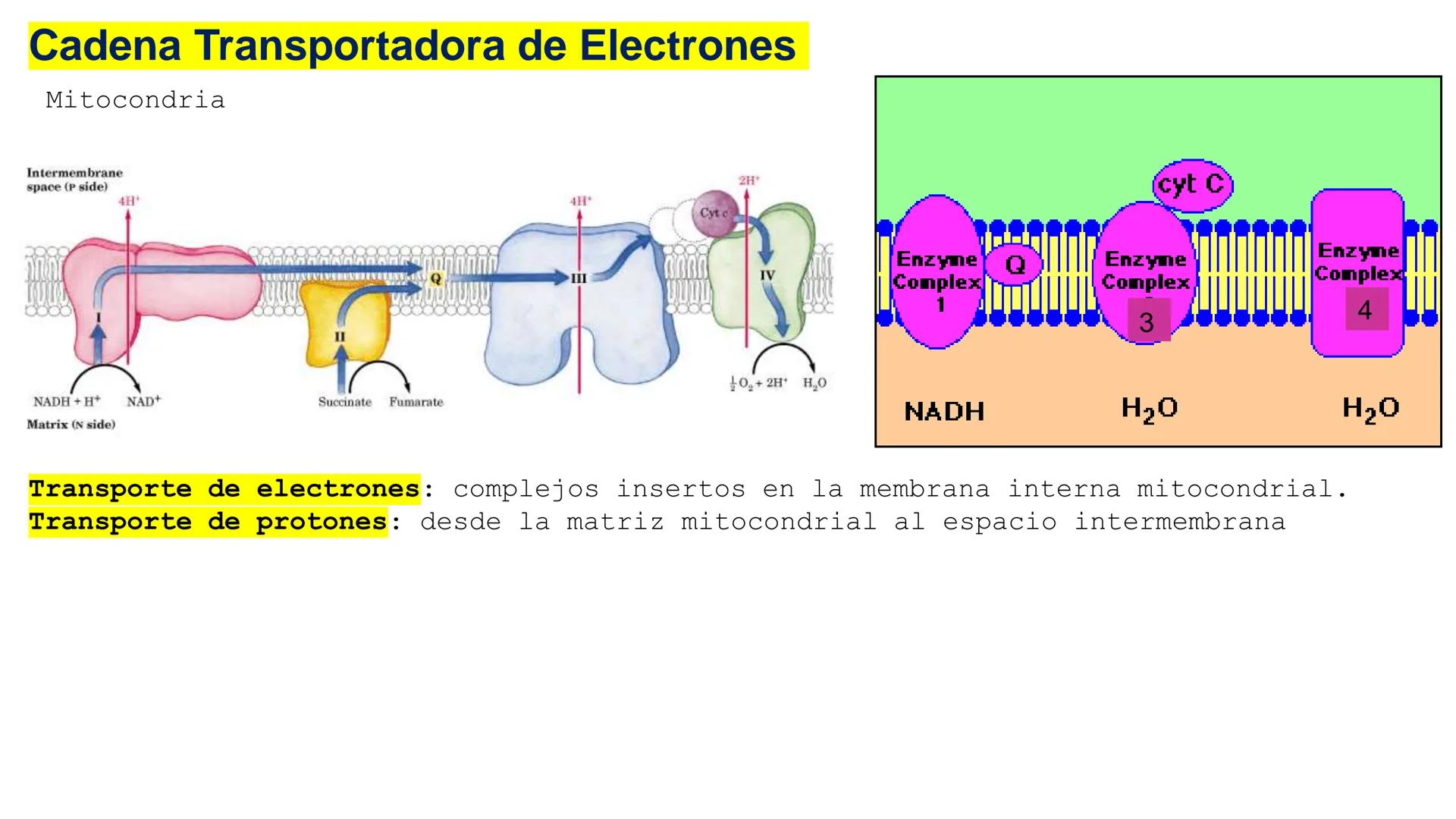UNIVERSIDAD ANDRÉS BELLO
Facultad de Ciencias de la Vida
Departamento de Ciencias Biológicas
Curso: Bioquímica / BIOL166
PPT Reforzamiento
E