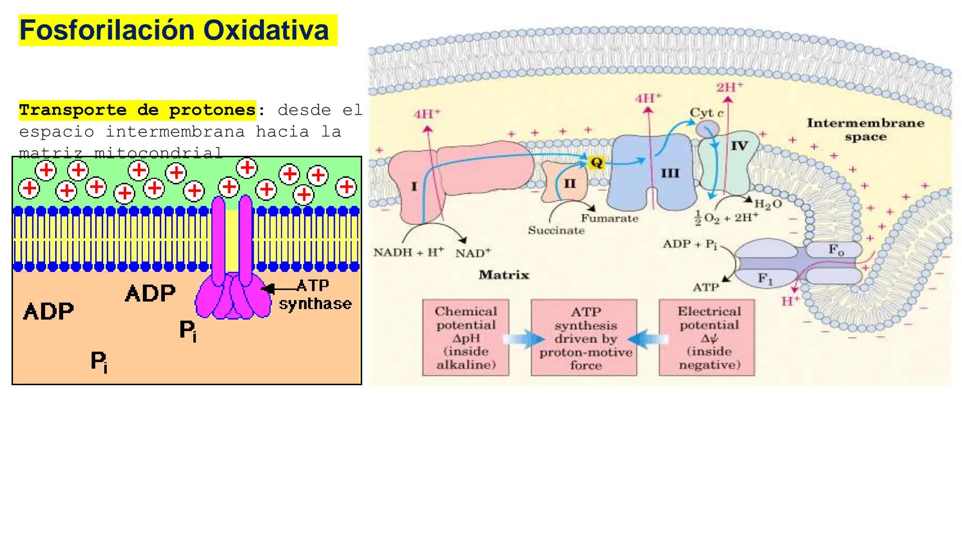 UNIVERSIDAD ANDRÉS BELLO
Facultad de Ciencias de la Vida
Departamento de Ciencias Biológicas
Curso: Bioquímica / BIOL166
PPT Reforzamiento
E