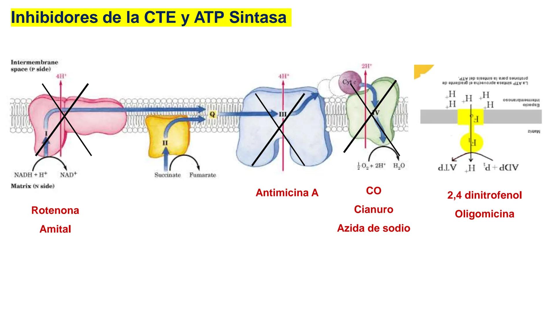 UNIVERSIDAD ANDRÉS BELLO
Facultad de Ciencias de la Vida
Departamento de Ciencias Biológicas
Curso: Bioquímica / BIOL166
PPT Reforzamiento
E