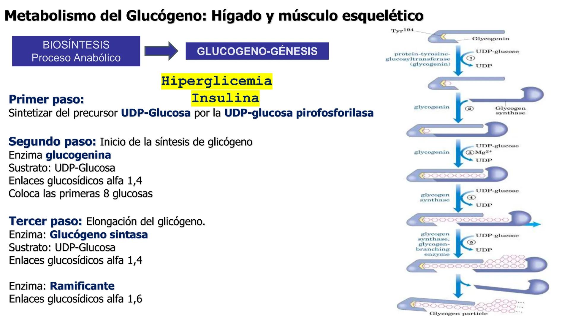 UNIVERSIDAD ANDRÉS BELLO
Facultad de Ciencias de la Vida
Departamento de Ciencias Biológicas
Curso: Bioquímica / BIOL166
PPT Reforzamiento
E