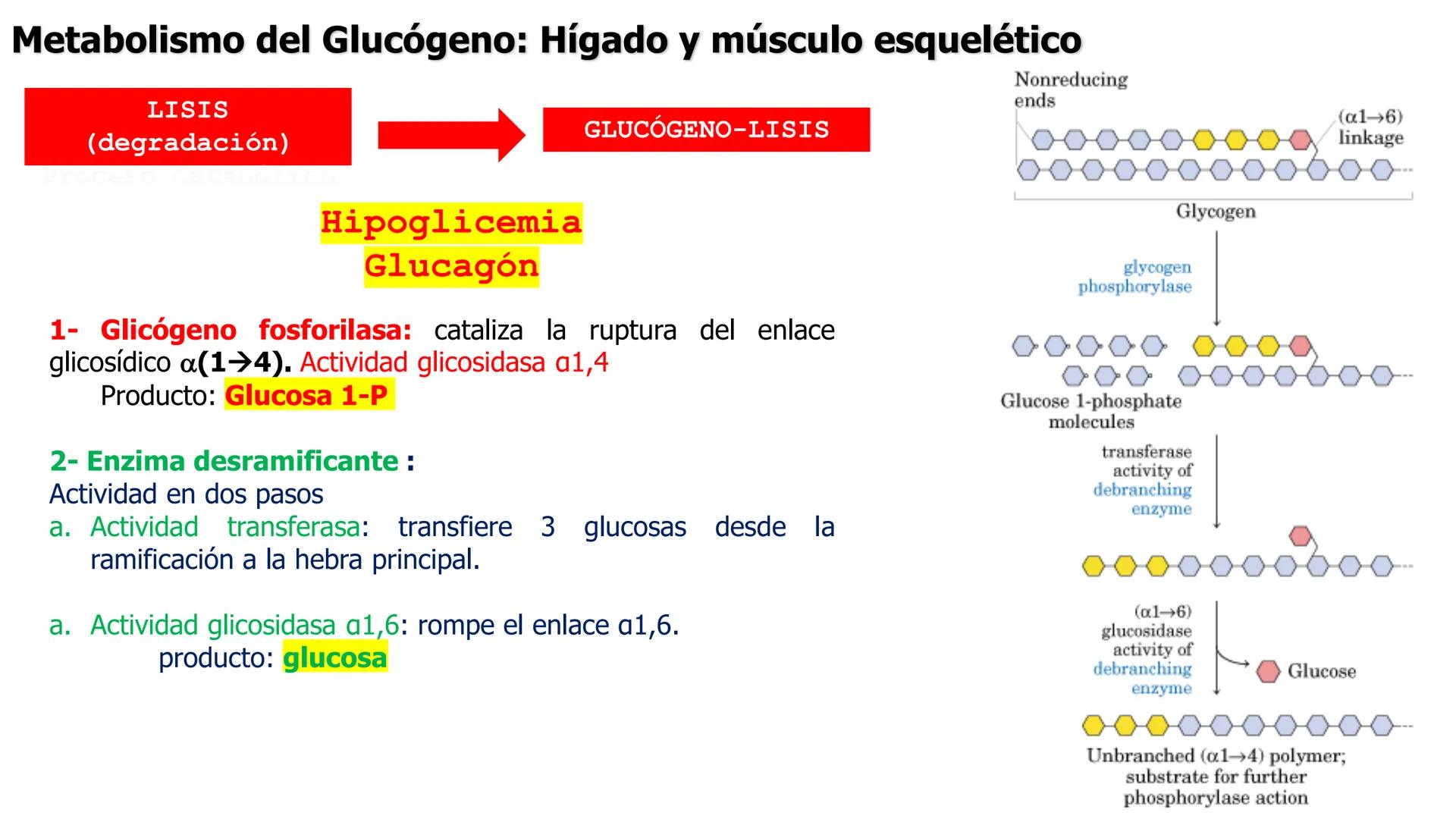 UNIVERSIDAD ANDRÉS BELLO
Facultad de Ciencias de la Vida
Departamento de Ciencias Biológicas
Curso: Bioquímica / BIOL166
PPT Reforzamiento
E
