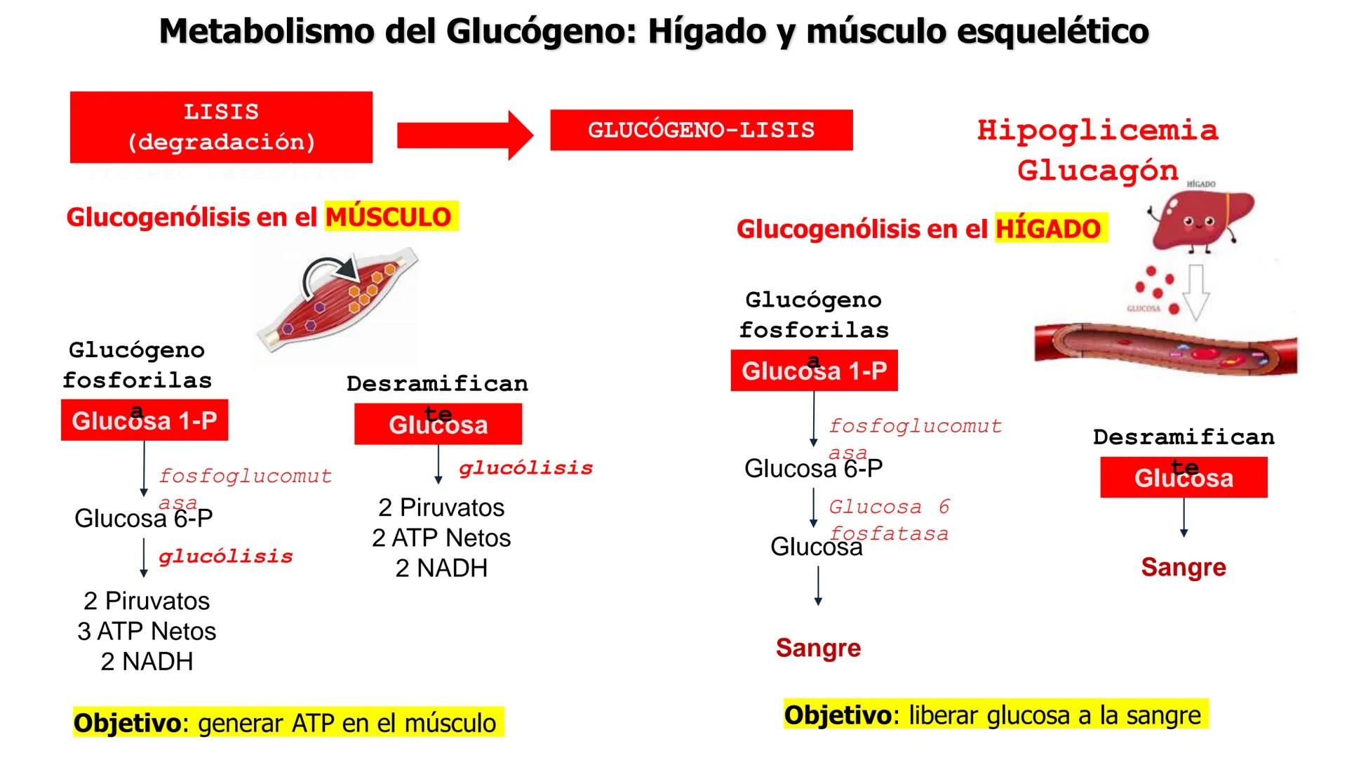 UNIVERSIDAD ANDRÉS BELLO
Facultad de Ciencias de la Vida
Departamento de Ciencias Biológicas
Curso: Bioquímica / BIOL166
PPT Reforzamiento
E