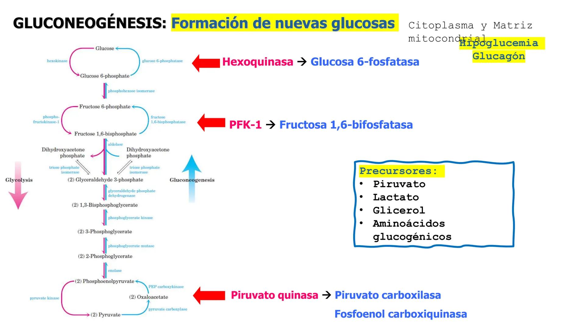 UNIVERSIDAD ANDRÉS BELLO
Facultad de Ciencias de la Vida
Departamento de Ciencias Biológicas
Curso: Bioquímica / BIOL166
PPT Reforzamiento
E