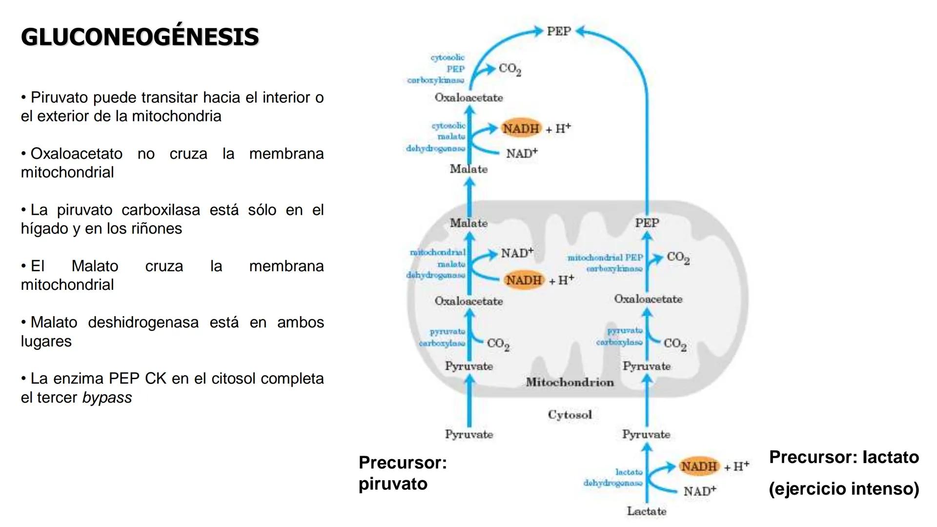 UNIVERSIDAD ANDRÉS BELLO
Facultad de Ciencias de la Vida
Departamento de Ciencias Biológicas
Curso: Bioquímica / BIOL166
PPT Reforzamiento
E