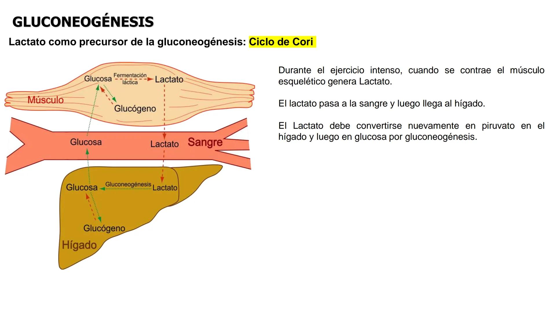 UNIVERSIDAD ANDRÉS BELLO
Facultad de Ciencias de la Vida
Departamento de Ciencias Biológicas
Curso: Bioquímica / BIOL166
PPT Reforzamiento
E