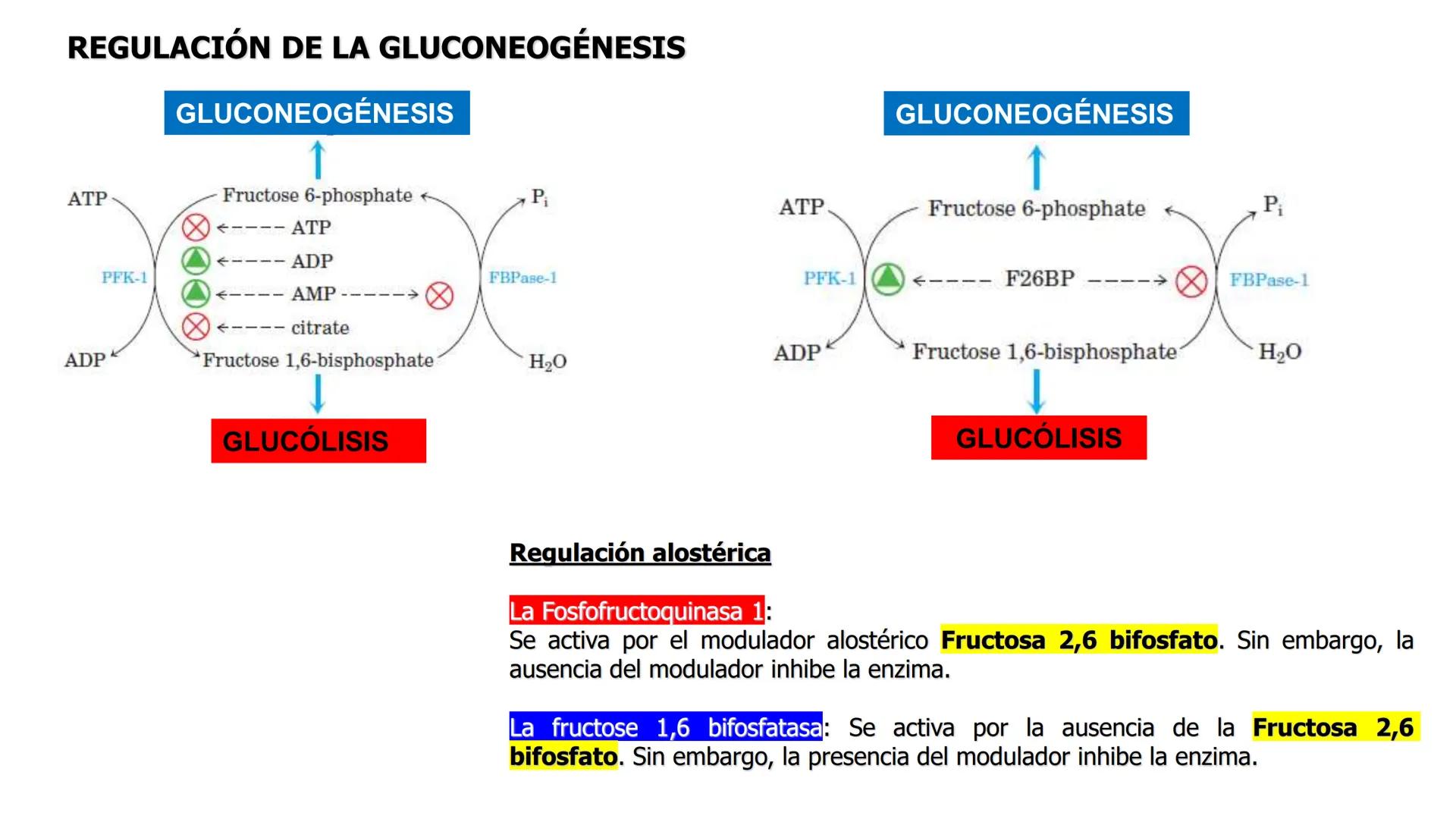 UNIVERSIDAD ANDRÉS BELLO
Facultad de Ciencias de la Vida
Departamento de Ciencias Biológicas
Curso: Bioquímica / BIOL166
PPT Reforzamiento
E