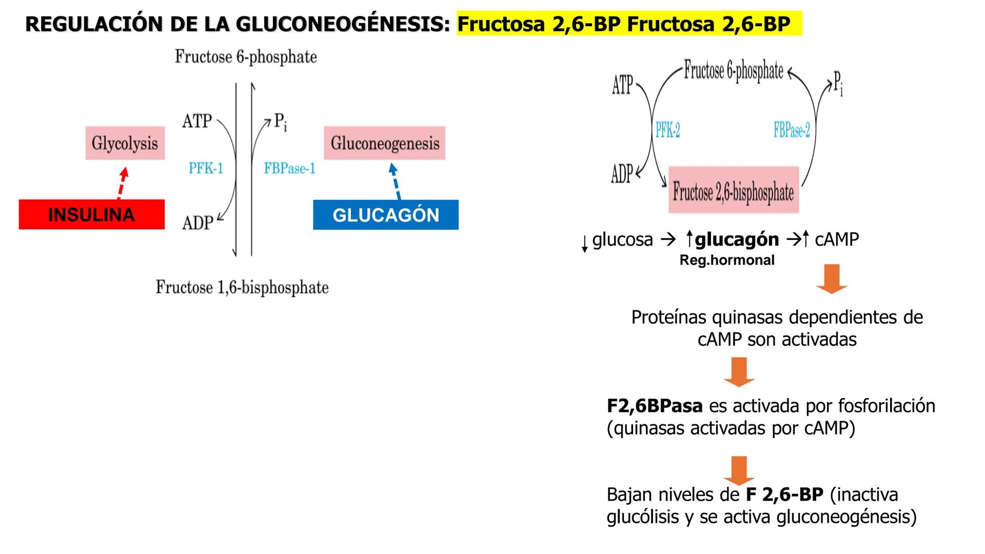 UNIVERSIDAD ANDRÉS BELLO
Facultad de Ciencias de la Vida
Departamento de Ciencias Biológicas
Curso: Bioquímica / BIOL166
PPT Reforzamiento
E