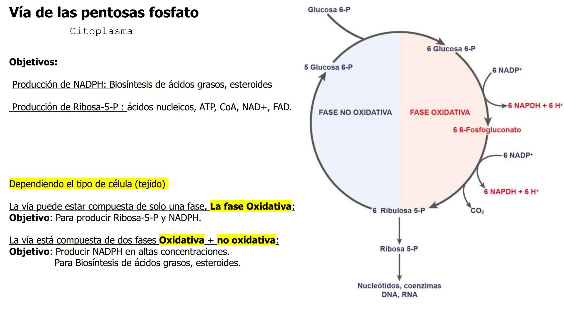 UNIVERSIDAD ANDRÉS BELLO
Facultad de Ciencias de la Vida
Departamento de Ciencias Biológicas
Curso: Bioquímica / BIOL166
PPT Reforzamiento
E