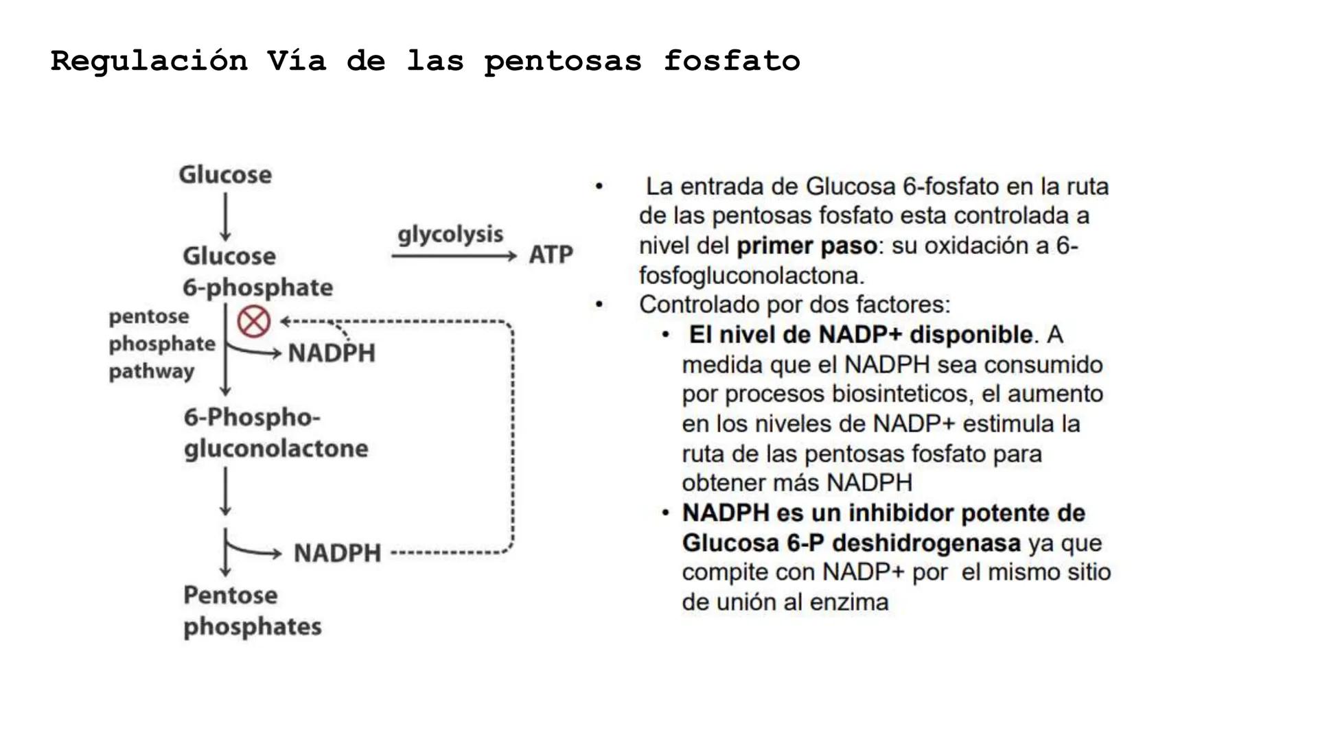 UNIVERSIDAD ANDRÉS BELLO
Facultad de Ciencias de la Vida
Departamento de Ciencias Biológicas
Curso: Bioquímica / BIOL166
PPT Reforzamiento
E