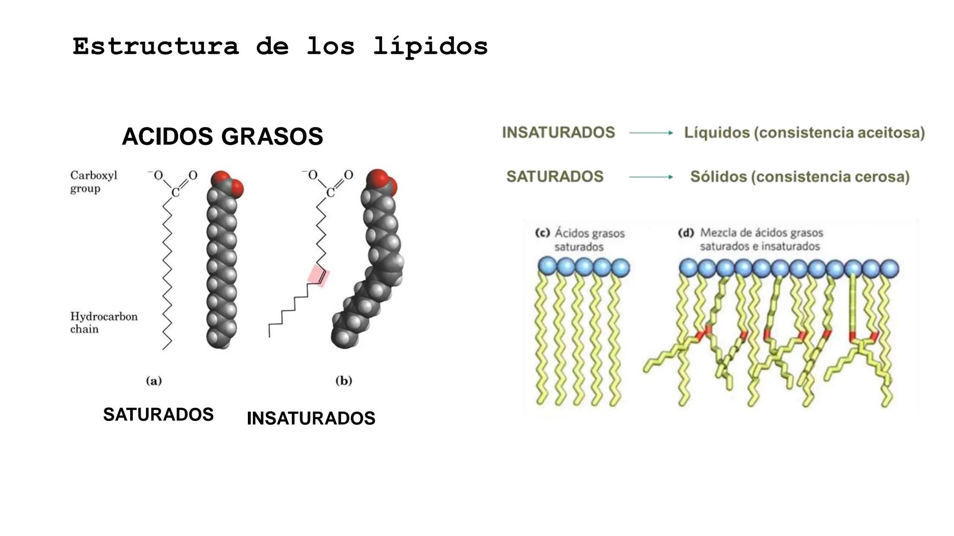 UNIVERSIDAD ANDRÉS BELLO
Facultad de Ciencias de la Vida
Departamento de Ciencias Biológicas
Curso: Bioquímica / BIOL166
PPT Reforzamiento
E