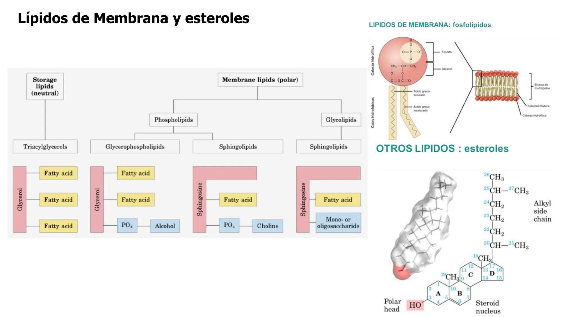 UNIVERSIDAD ANDRÉS BELLO
Facultad de Ciencias de la Vida
Departamento de Ciencias Biológicas
Curso: Bioquímica / BIOL166
PPT Reforzamiento
E